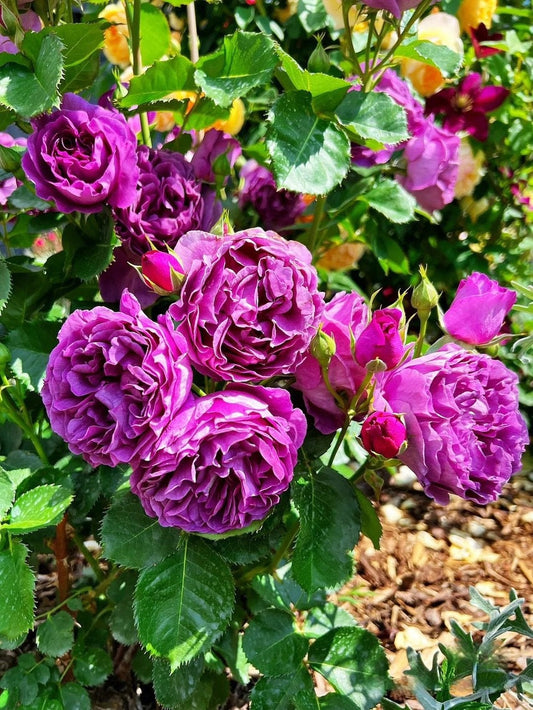 Rose{Minievra| Minerv} | Strong Fragrance| Strong Disease Resistance| Bloom Repeatedly| Strong Upright Flowers| Strong Growth| 密涅瓦|比利时 ミネルヴァ
