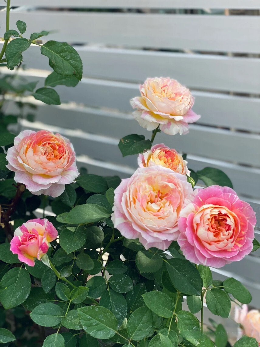 Rose【Claude Monet モネ】DELmovi- OwnRoot| Striped rose| Bloom Repeatedly| Strong Disease Resistance| Heat Resistant| Long flowering 莫奈