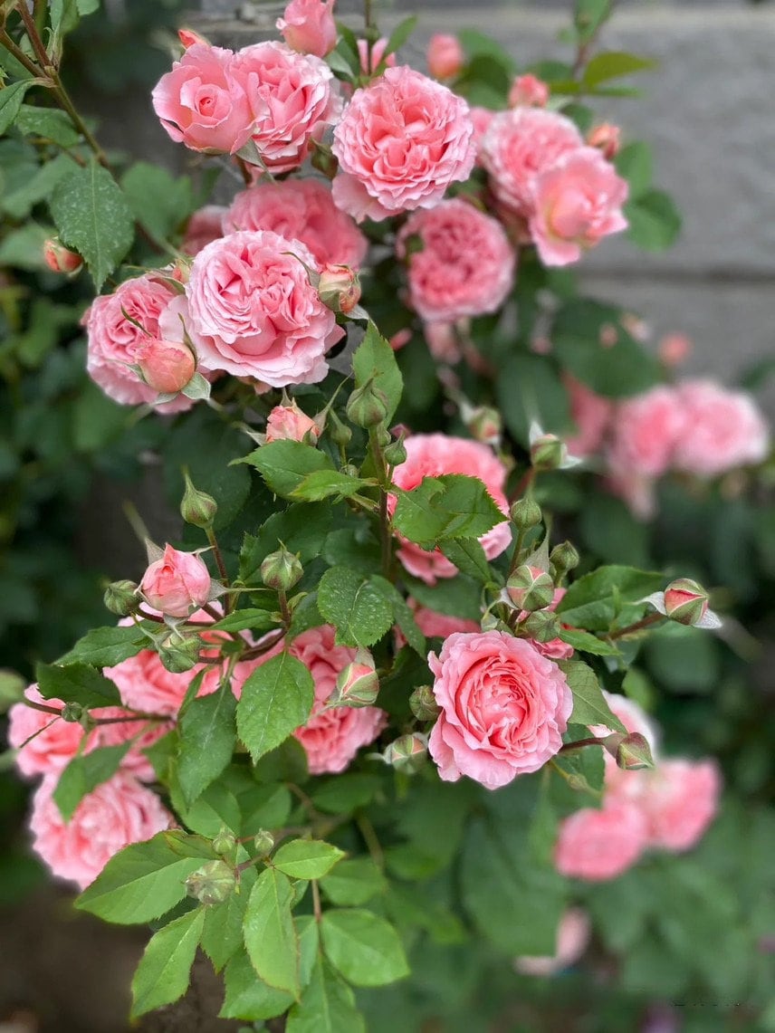 Rare Rose [Corail Gelee |コラーユジュレ」Japanese 1.5 Gal OwnRoot| 珊瑚果冻 Lychee aroma| Awarded Varieties| Abundant Blooming| Strong Disease Resistance|