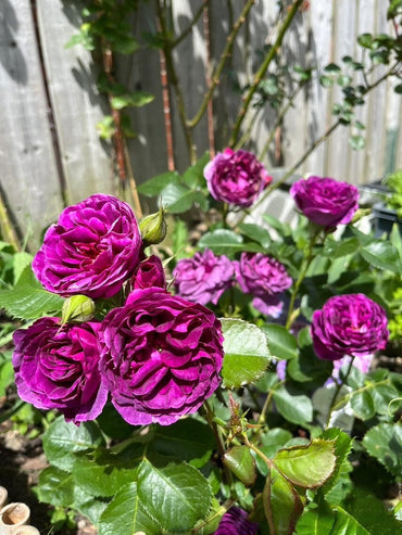 Rose【Minievra| Minerv】|1.5 Gal OwnRoot ｜Strong Fragrance| Strong Disease Resistance| Bloom Repeatedly| Strong Upright Flowers| Strong Growth| 密涅瓦|比利时 ミネルヴァ