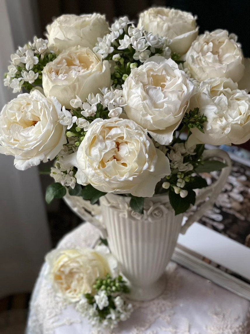 Yves Rose【Cream Yves Piaget】-1.5 Gal OwnRoot| Meigroupy| 奶油伊芙| Classic Woman| Strong Disease Resistance| Peony-shaped | Serrated petals|