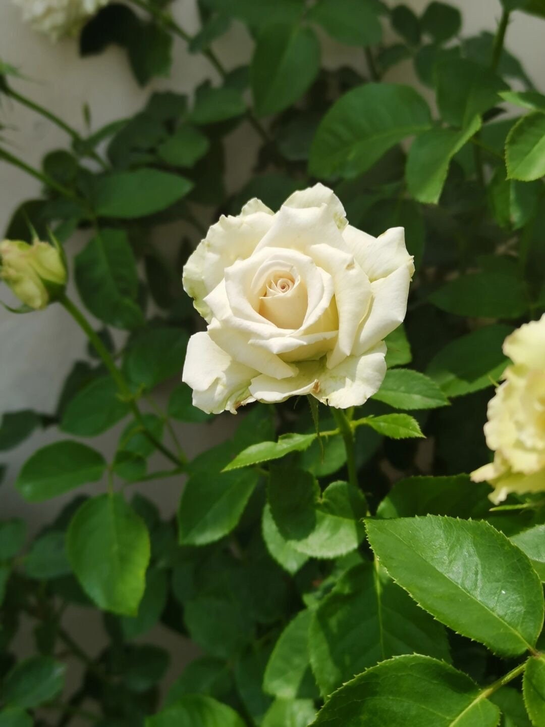 Rosa【Dessert| デザート】 -Rare 1.5 Gallon- OwnRoot｜Discoloration -Coffee Color| Rapid growth| Strong disease resistance| Blooms abundantly| 甜点