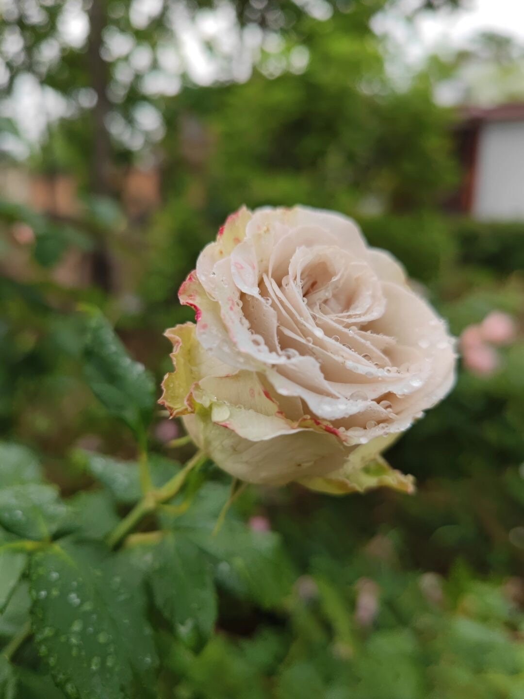 Rosa【Dessert| デザート】 -Rare 1.5 Gallon- OwnRoot｜Discoloration -Coffee Color| Rapid growth| Strong disease resistance| Blooms abundantly| 甜点