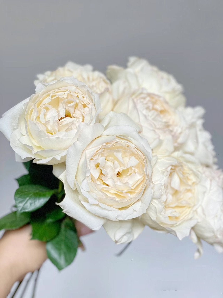 Yves Rose【Cream Yves Piaget】-1.5 Gal OwnRoot| Meigroupy| 奶油伊芙| Classic Woman| Strong Disease Resistance| Peony-shaped | Serrated petals|