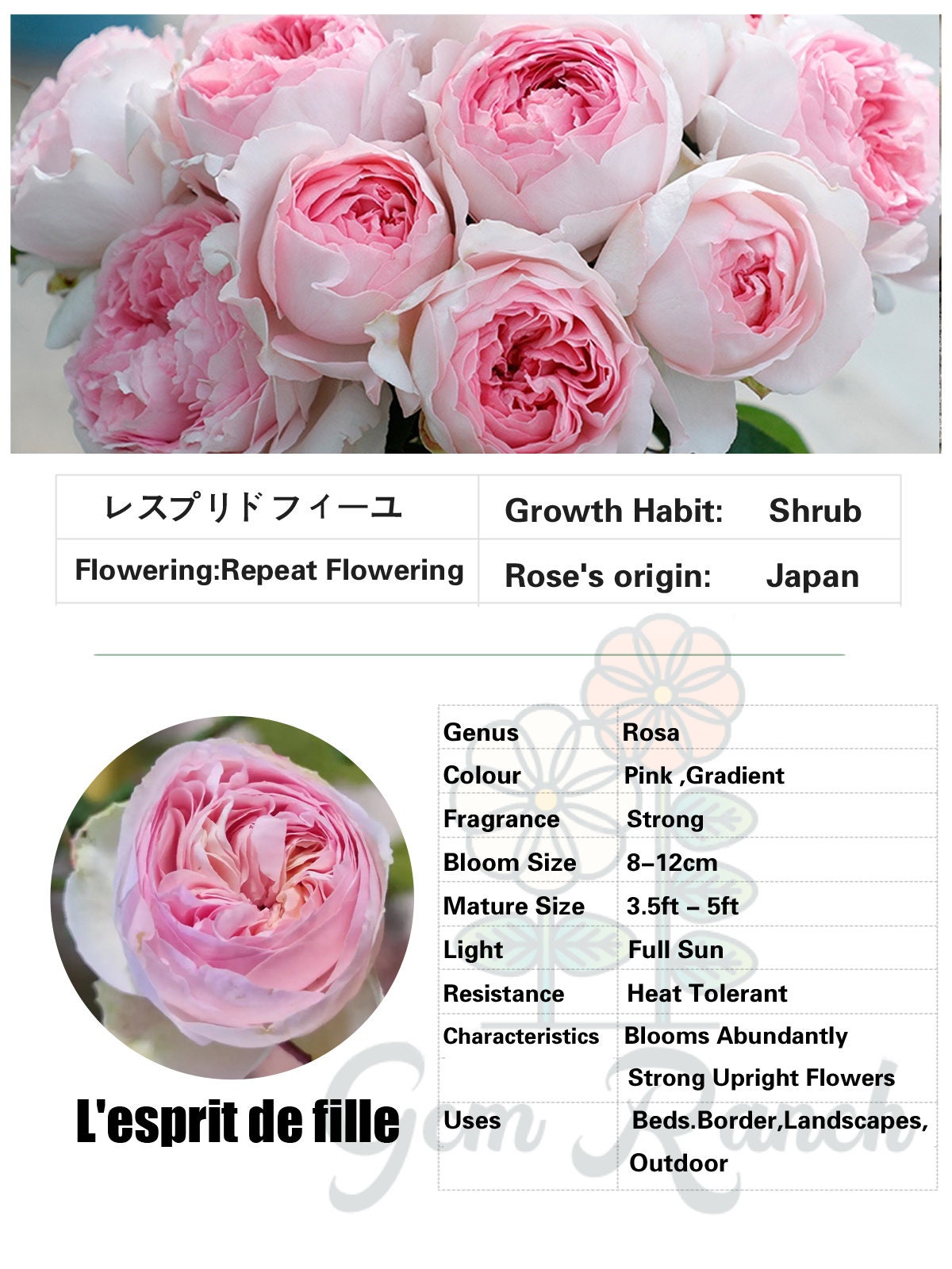 Yves Rose【L'esprit de fille| レスプリドフィーユ】-2 Gal Japanese OwnRoot | Delicate| Less thorns| Gradient| Strong Fragrance| 乙女心 | Similar to Eden