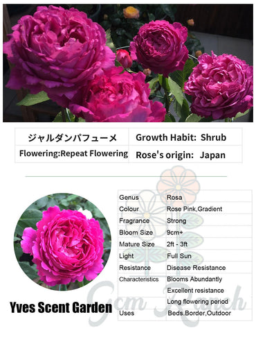 イヴ {香りの庭| ジャルダンパフューメ}｜日本独自の1.5ガロンの根|牡丹の形|強い香り| 迷情芳香| 芳香花园|ジャルダンの香水|耐熱・耐寒性