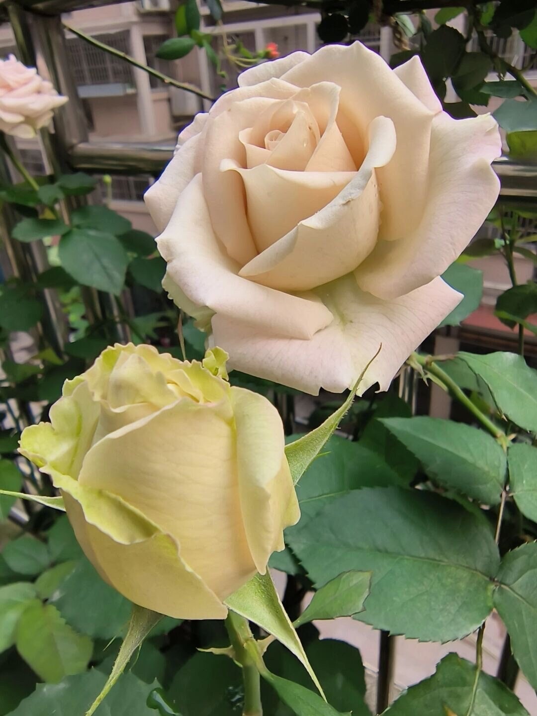 Rosa【Dessert| デザート】 -Rare 1.5 Gallon- OwnRoot｜Discoloration -Coffee Color| Rapid growth| Strong disease resistance| Blooms abundantly| 甜点