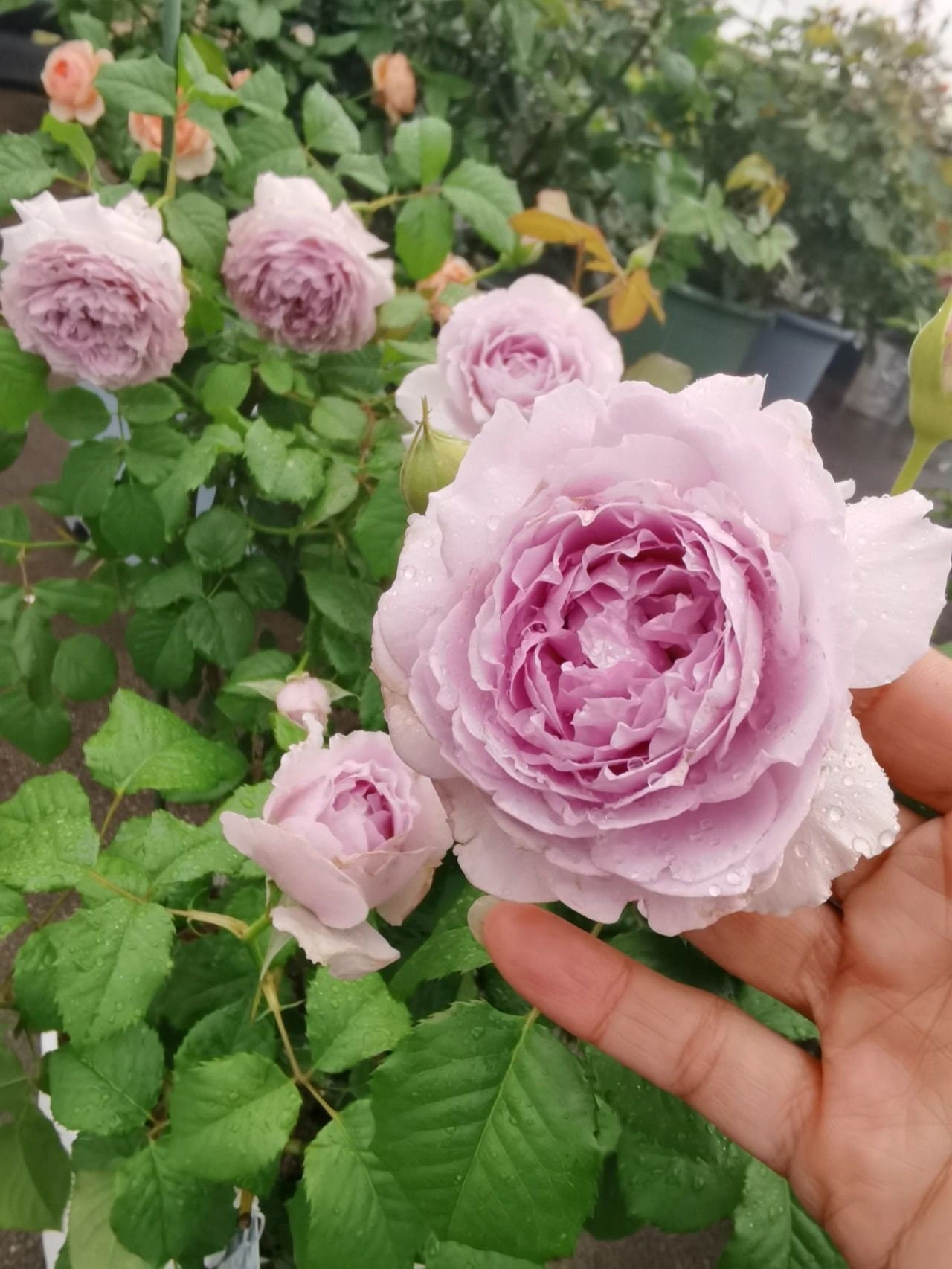 Rose【Subtle Blue |隐隐青】1.5Gal +OwnRoor| New-Varieties ほのかな青| Heat&Sun Tolerant | Abundant Blooming| Rapid Growth|  Intense Fragrance| Less-Thorns|