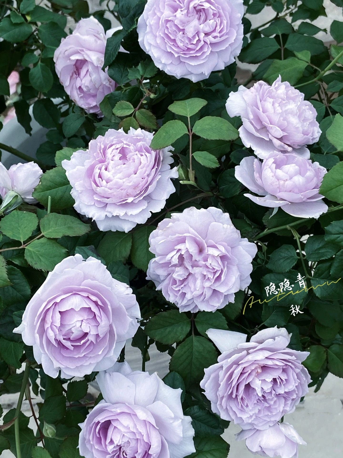 Rose【Subtle Blue |隐隐青】1.5Gal +OwnRoor| New-Varieties ほのかな青| Heat&Sun Tolerant | Abundant Blooming| Rapid Growth|  Intense Fragrance| Less-Thorns|