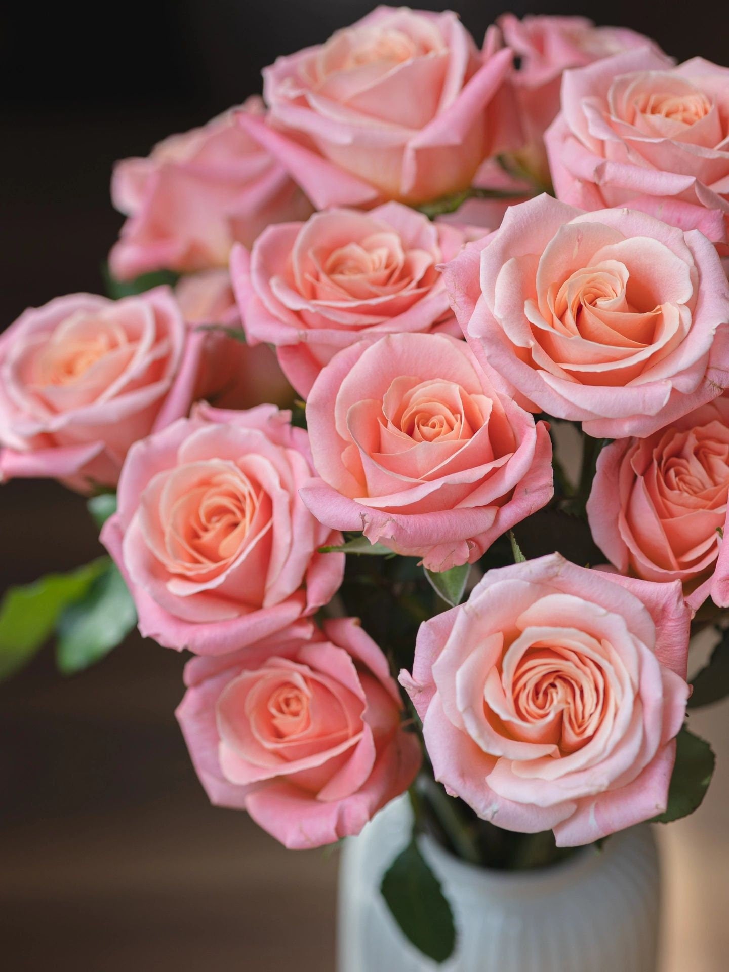 Rose｛Miss Piggy|ミス・ピギー ｝1.5 Gal OwnRoot| New Varieties 猪猪小姐| Strong Growth| Less thorns| Abundant Blooming|Strong Adaptability |Rapid Growth