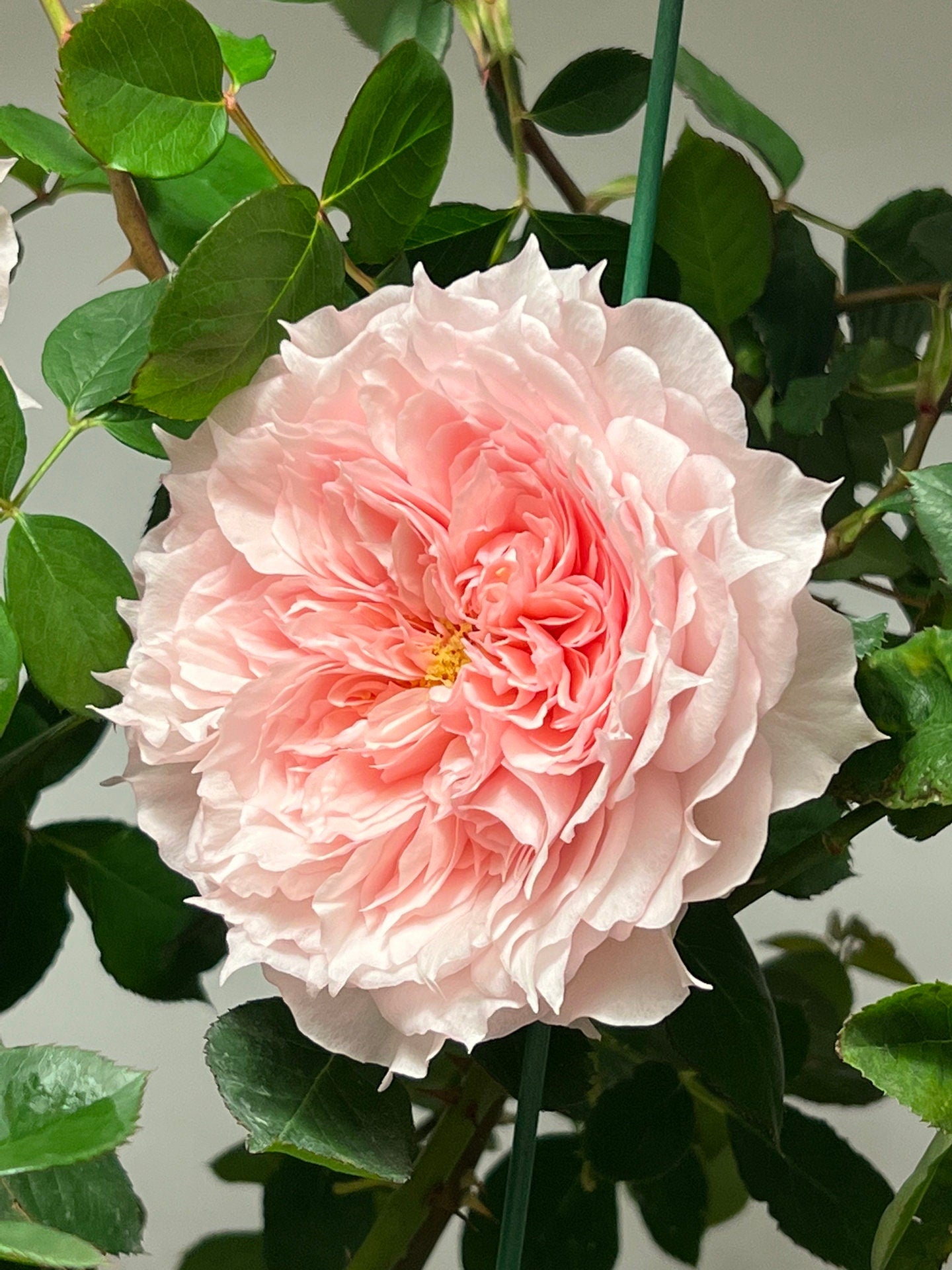 Rose【Monique Darve】1.5 Gal OwnRoot | Strong Disease Resistance| Strong Upright Flowers| Long flowering period| Bloom Repeatedly|莫妮卡戴维