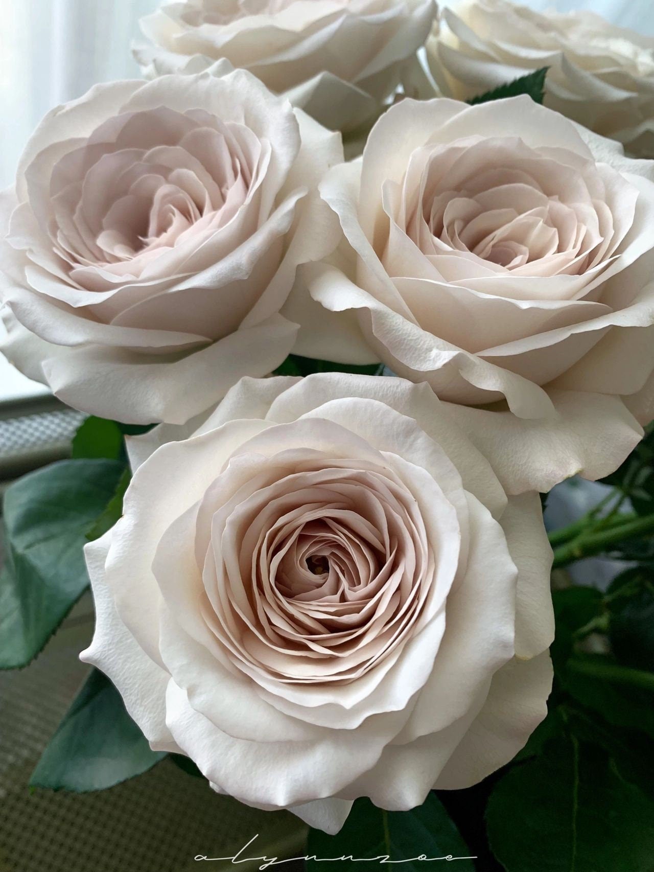 Pearlescence Rose【Sliver Lining】1.5 Gal OwnRoot| Silver-gray | Strong Disease Resistance | Thornless| Abundant Bloom| Strong Upright 银色衬裙
