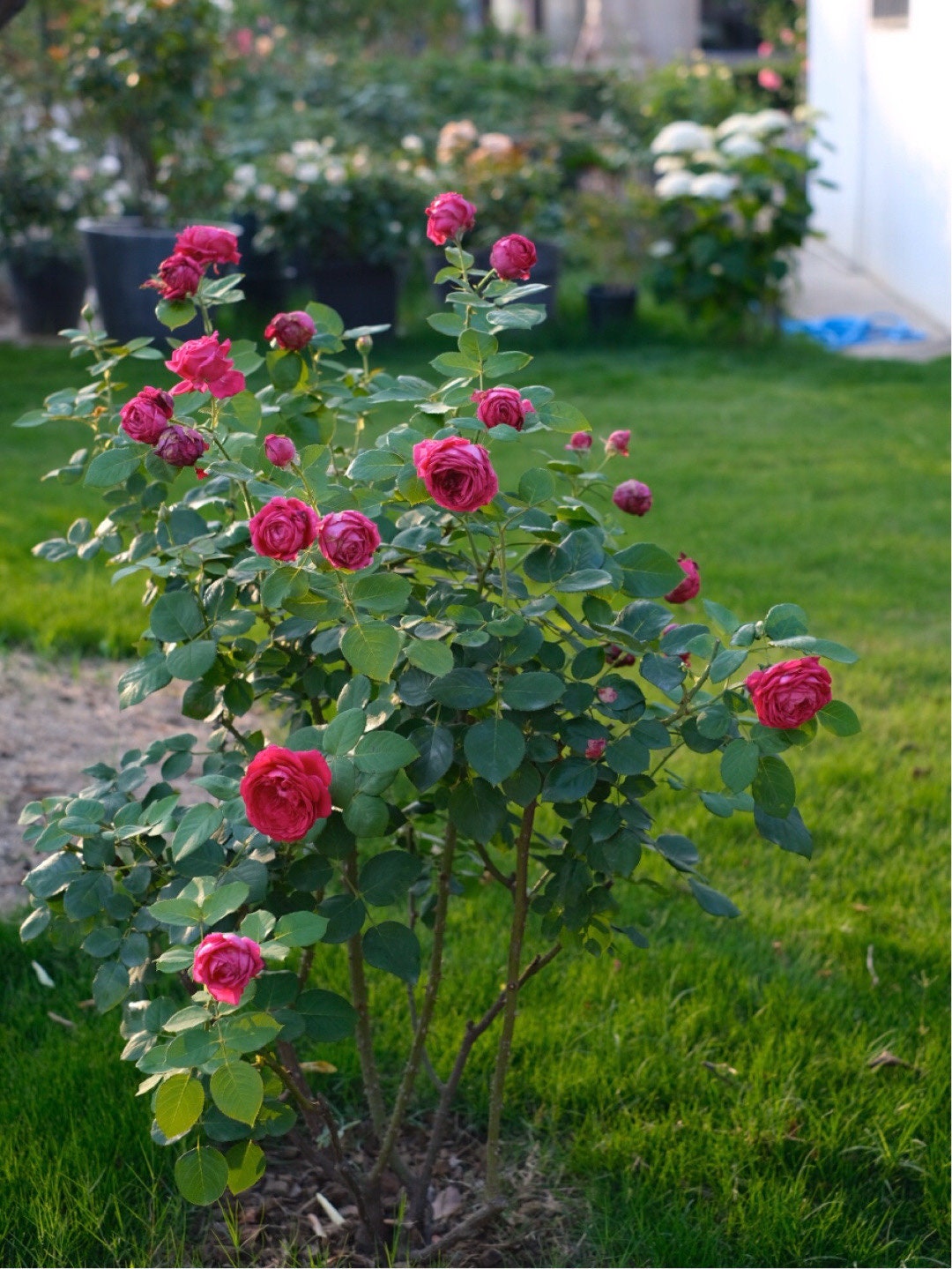 Rose【Pas De Deux/パドドゥ】-OwnRoot| Velvety Rose| Heat Tolerant| Strong Disease Resistance| Rapid Growth| Strong Adaptability| Bloom Repeatedly