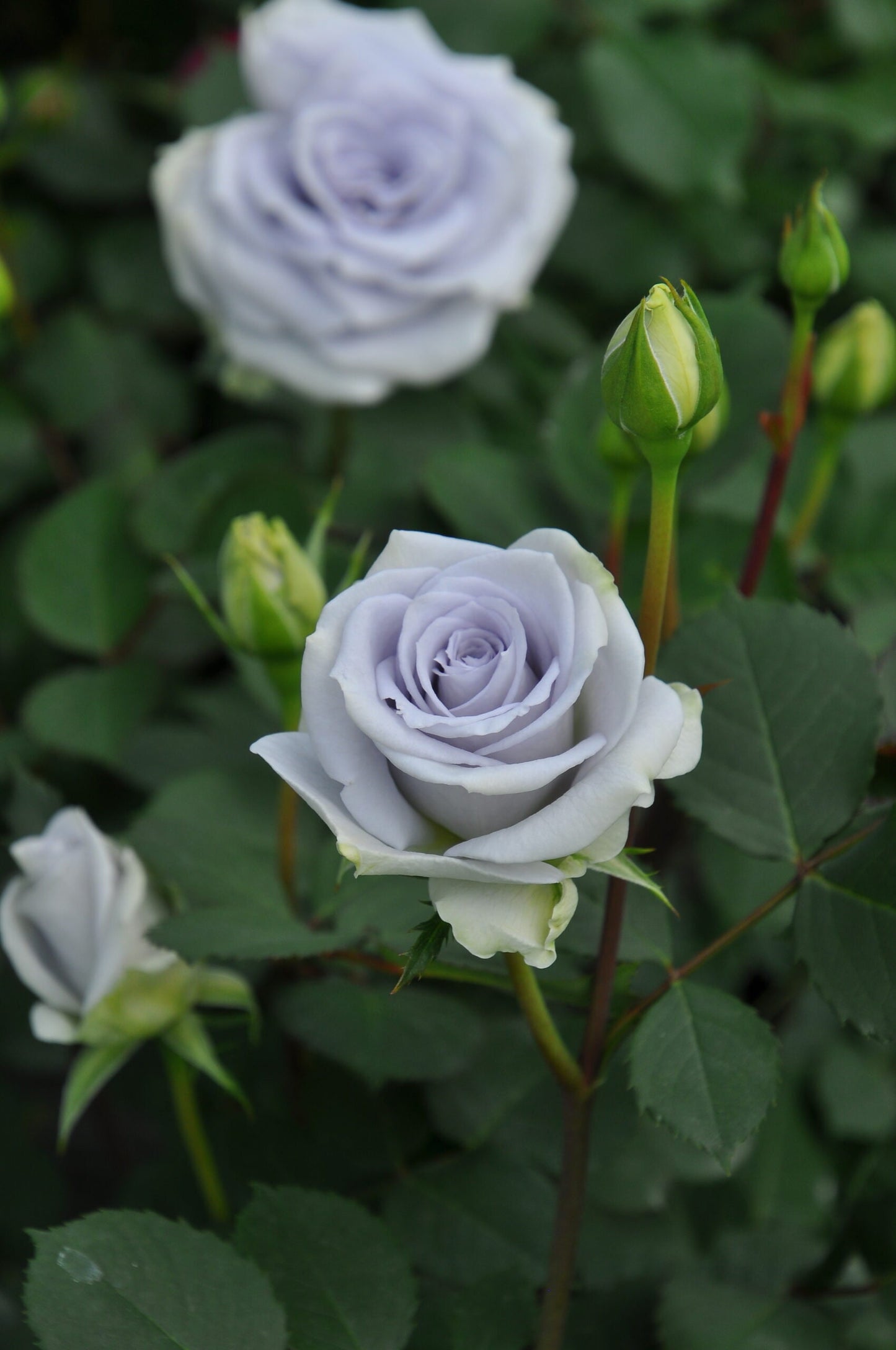 Blue Rose【Blue Gravity｜ブルーグラビティ】 1.5 Gal Japanese Rare Own Root| 蓝色引力| Heat and Sun Tolerant| Strong Disease Resistance| Bloom Repeatedly|