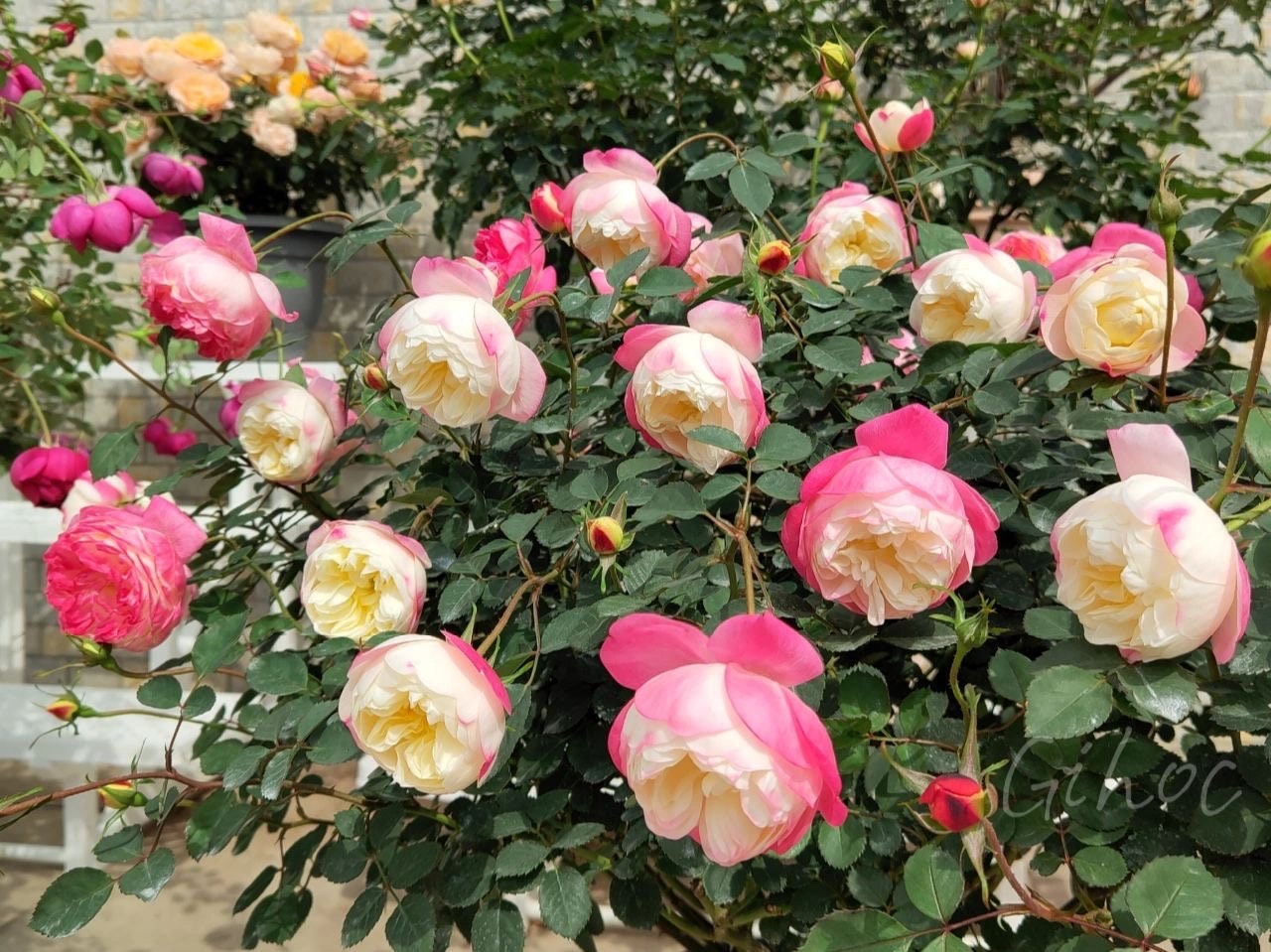 Rose【Japanese Mon Amou |和室】- Rare OwnRoot Live Plant | Redolent| Heat Tolerant| Less thorns| Delicate| Discoloration| Fetching | Abundant Bloomi