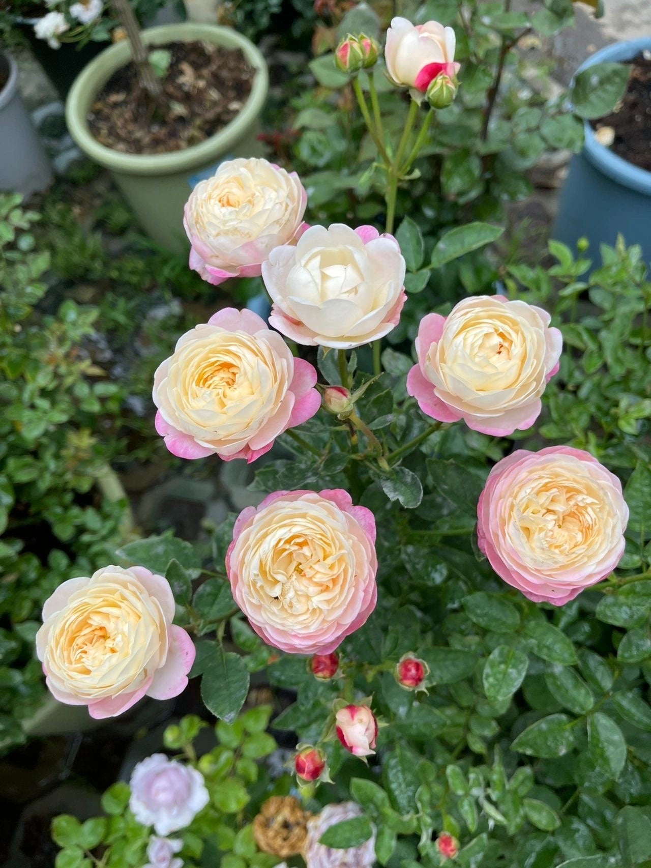 Rose【Japanese Mon Amou |和室】- Rare 1Gal+ OwnRoot | Redolent| Heat Tolerant| Less thorns| Delicate| Discoloration| Fetching | Abundant Bloomi