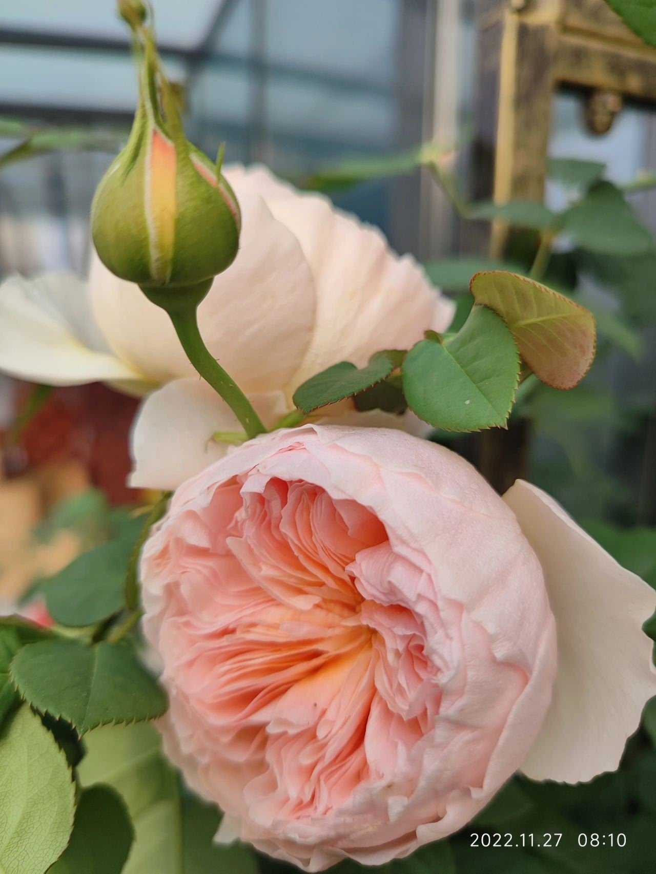 Rose【HanXian ｜涵仙】-OwnRoot Live Plant｜both a climber and a shrub | Rain-Resistant| Abundant Blooming|  2021 New Varieties| Strong Growth