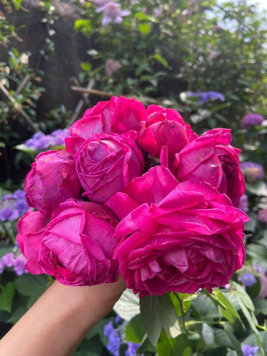 Rose【Pas De Deux/パドドゥ】-OwnRoot| Velvety Rose| Heat Tolerant| Strong Disease Resistance| Rapid Growth| Strong Adaptability| Bloom Repeatedly