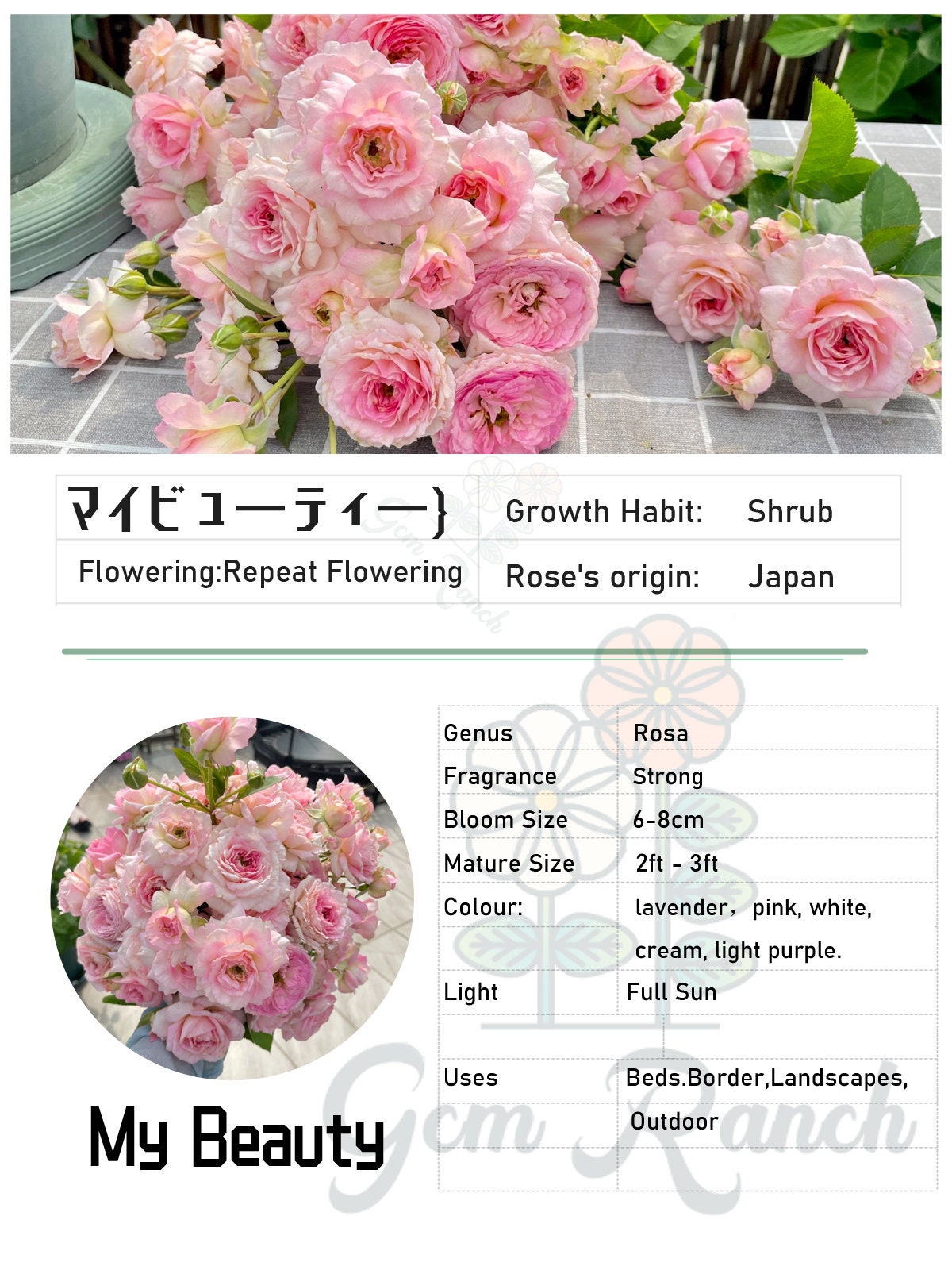 Rare Rose【My Beauty| マイビューティ】1G OwnRoot LivePlant| Grows vigorously| Redolent | 吾心美人| Prolific Blooming| Rich in color| 我的美人|Floribunda Rose