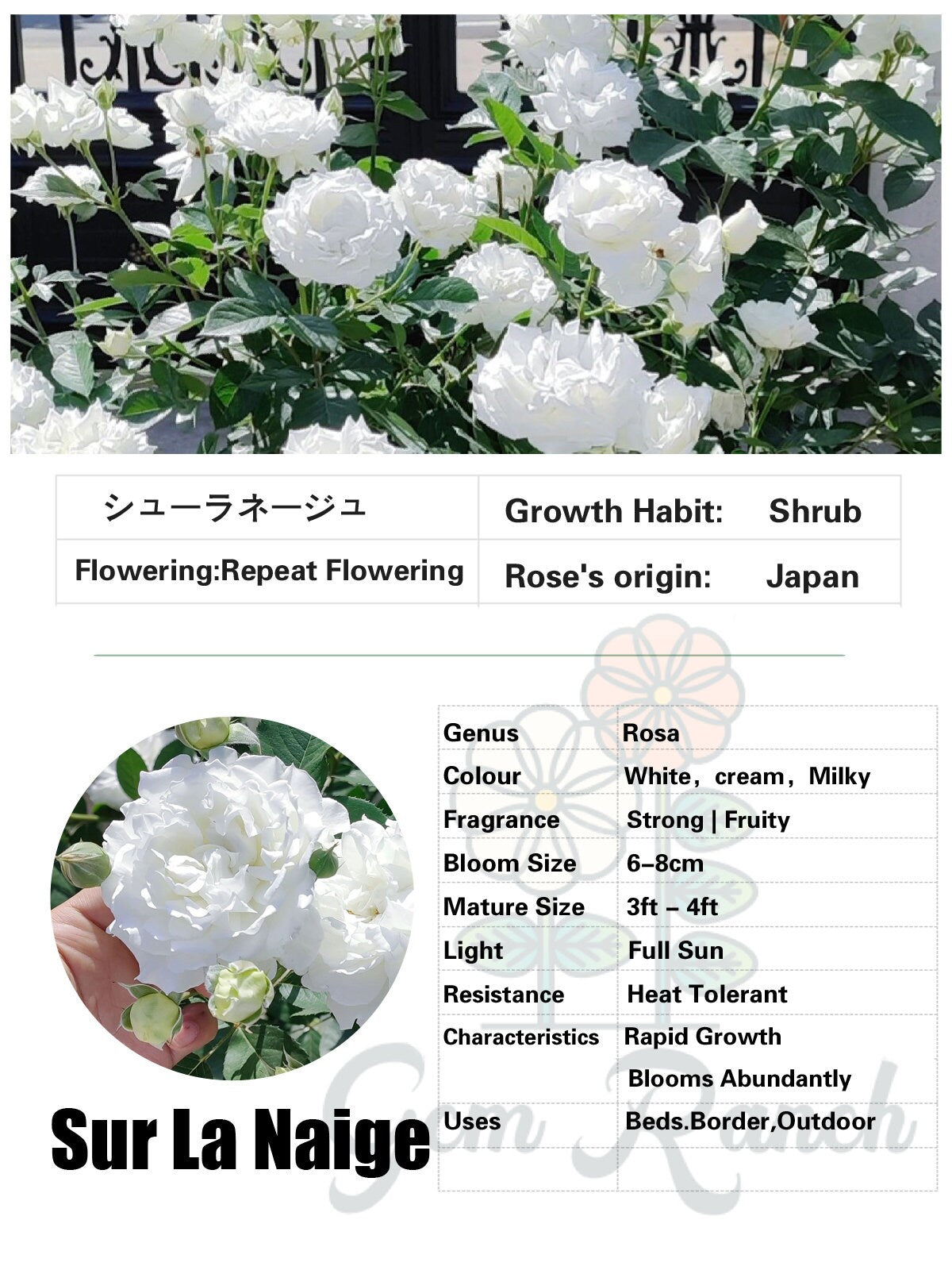 Rare【Sur La Naige シューラネージュ】雪見 -Takashi/Nishimura| Own RooT| Wave-wrinkled petals| Strong Growth |雪野一梦,踏雪 | 雪村一梦| Tasetsu| StrongFragrance