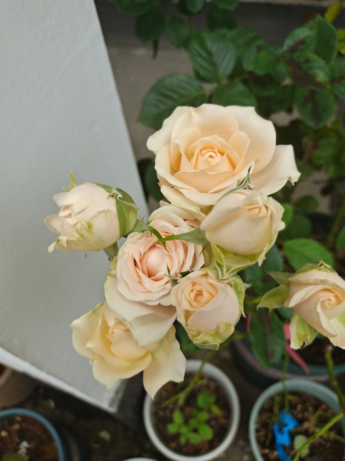 Rare Rose｛Sagara Sensation|相良センセーション｝OwnRoot ｜Strong Disease Resistance| Cutting Rose| 撒哈拉之恋| Large Bloom| Drought-Resistant| Strong Upright