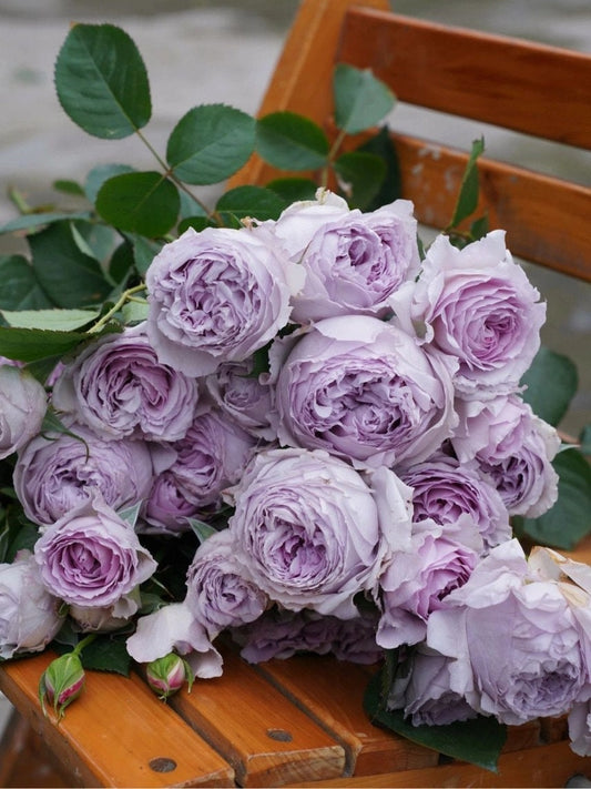 Rose【Subtle Blue |隐隐青】1.5Gal +OwnRoor| New-Varieties ほのかな青| Heat&Sun Tolerant | Abundant Blooming| Rapid Growth|  Intense Fragrance| Less-Thorns|