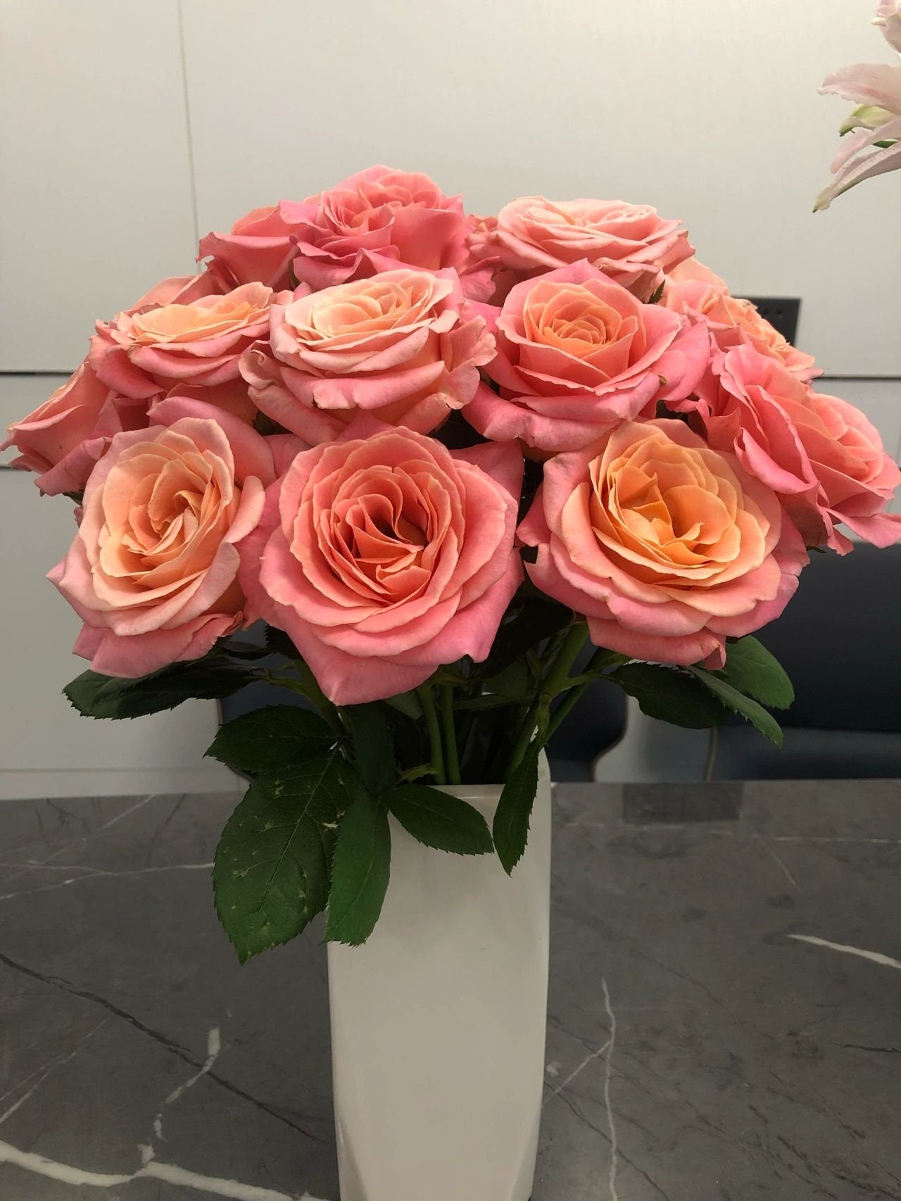 Rose｛Miss Piggy|ミス・ピギー ｝1.5 Gal OwnRoot| New Varieties 猪猪小姐| Strong Growth| Less thorns| Abundant Blooming|Strong Adaptability |Rapid Growth