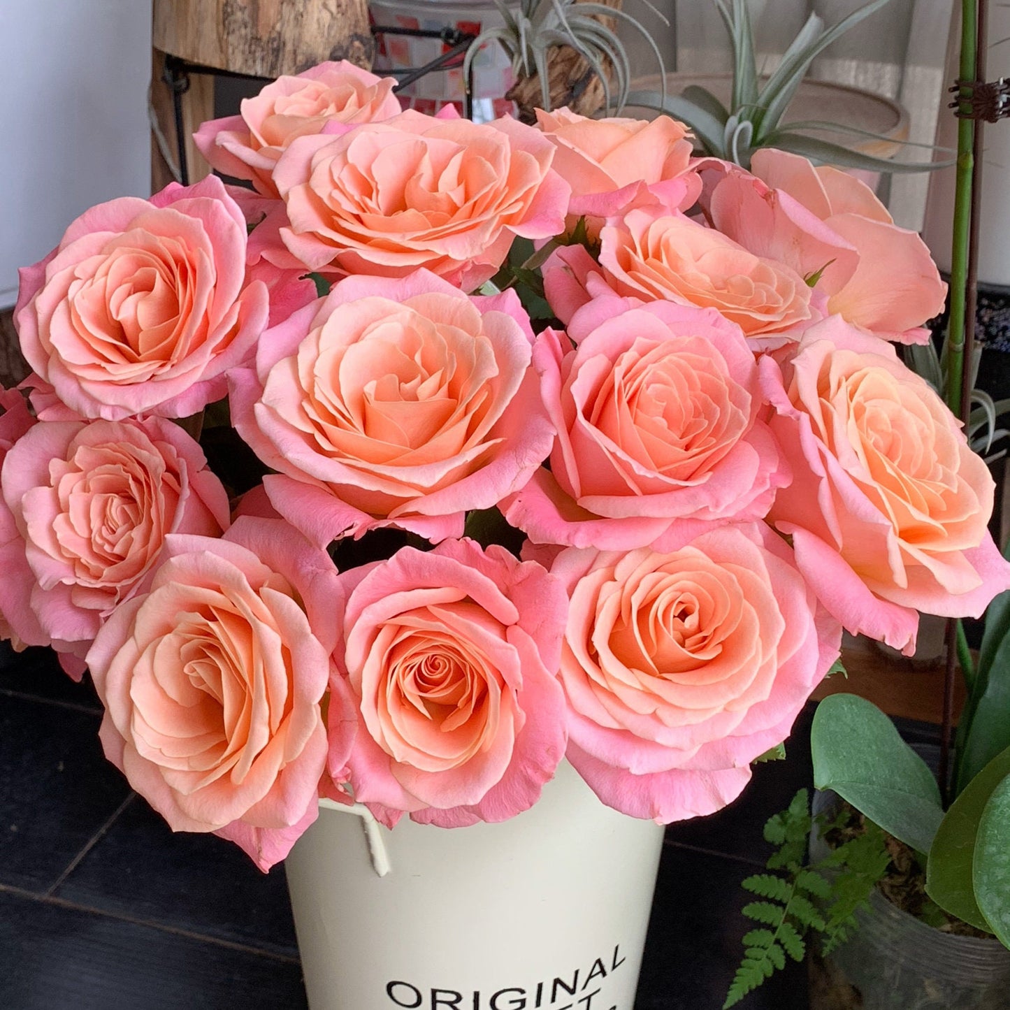 Rose｛Miss Piggy|ミス・ピギー ｝1.5 Gal OwnRoot| New Varieties 猪猪小姐| Strong Growth| Less thorns| Abundant Blooming|Strong Adaptability |Rapid Growth