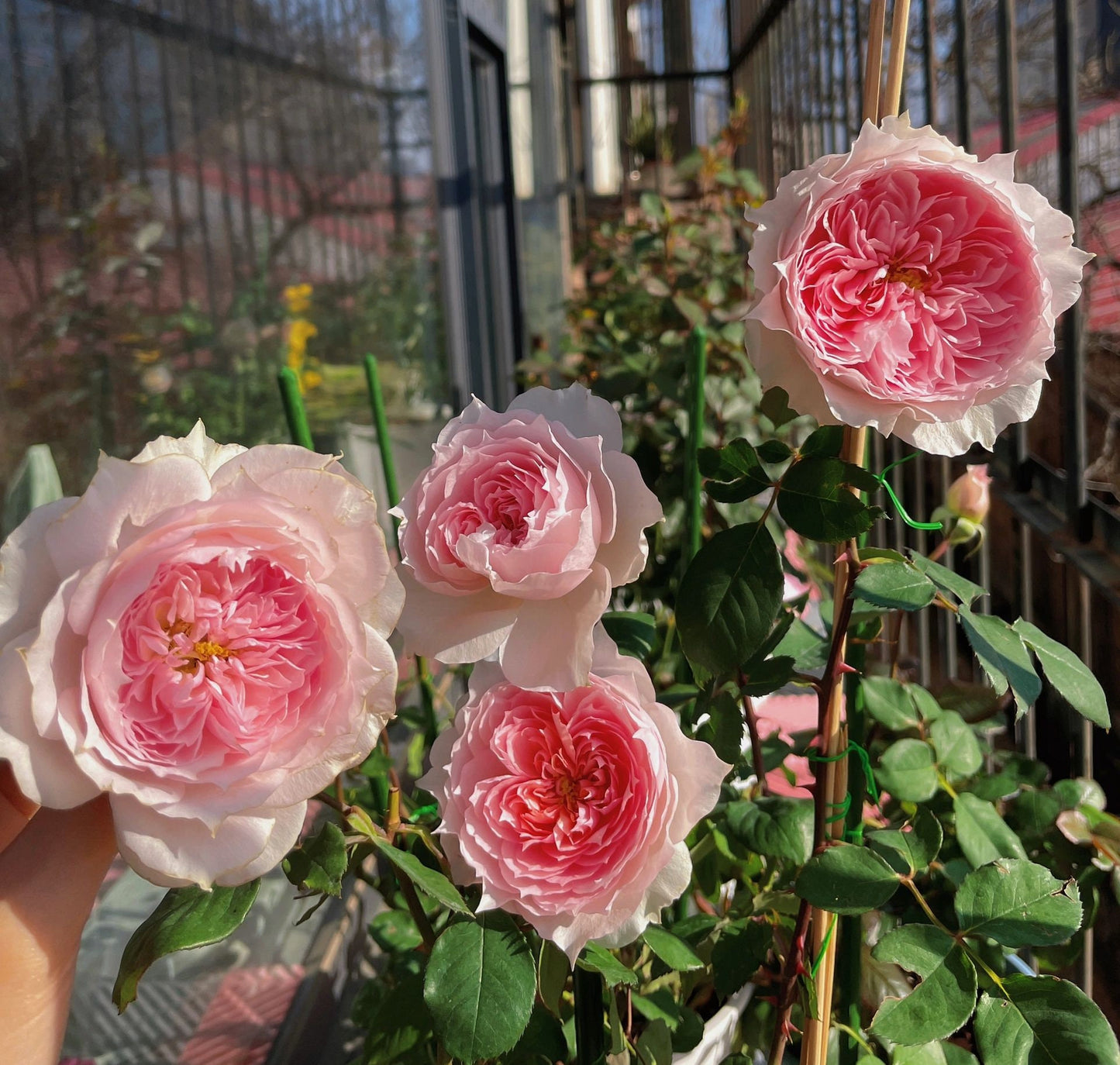 Rose【Monique Darve】1.5 Gal OwnRoot | Strong Disease Resistance| Strong Upright Flowers| Long flowering period| Bloom Repeatedly|莫妮卡戴维