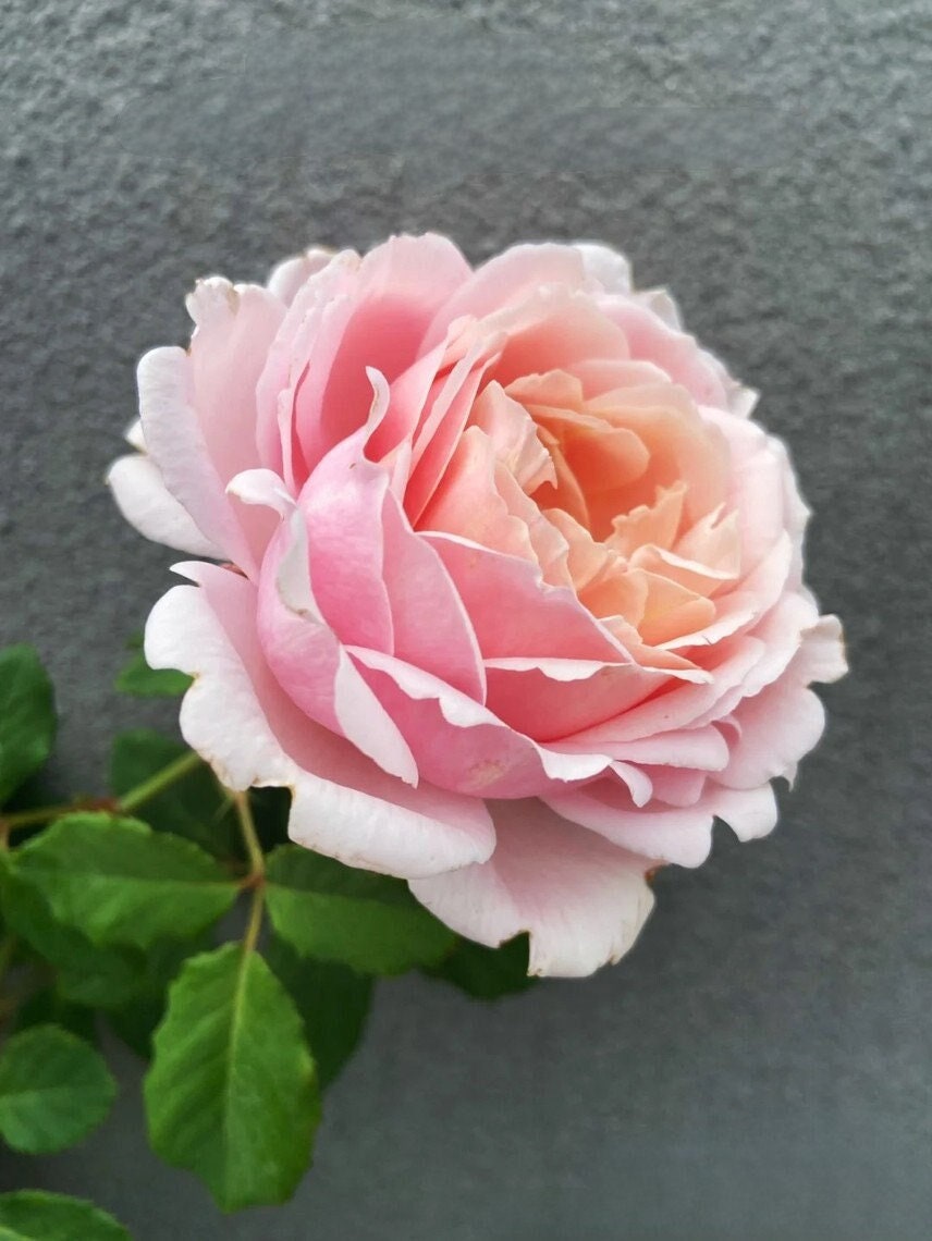 Rosa 【Sophie Rochas】 -1 Gal OwnRoot| Fragrance| Climbing & shrub | Strong Disease Resistance| Large Bloom|Peony blooms| Rapid Growth 索菲罗莎