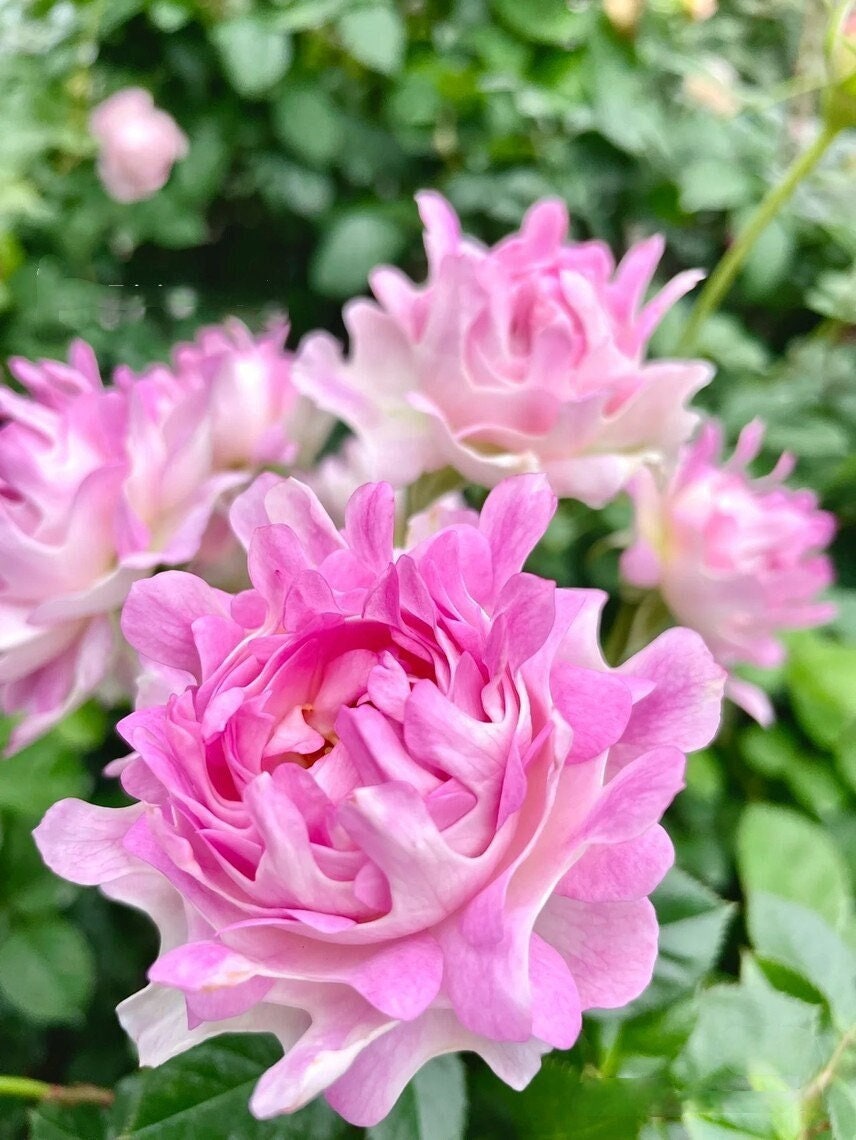 Rare Rosa｛Sea Anemone｜シーアネモネ｝-1.5 Gal OwnRoot｜Fireworks Flower| KOL| Thornless| Chrysanthemum Bloom|  Good Disease Resistance| 海葵