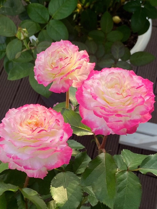Rare Rose [First Blus |初恋の色] 初妆 | 1.5 Gal OwnRoot| Bloom Repeatedly| Heat and Sun Tolerant| Ruffle Lace|  Strong adaptability |Award-winning