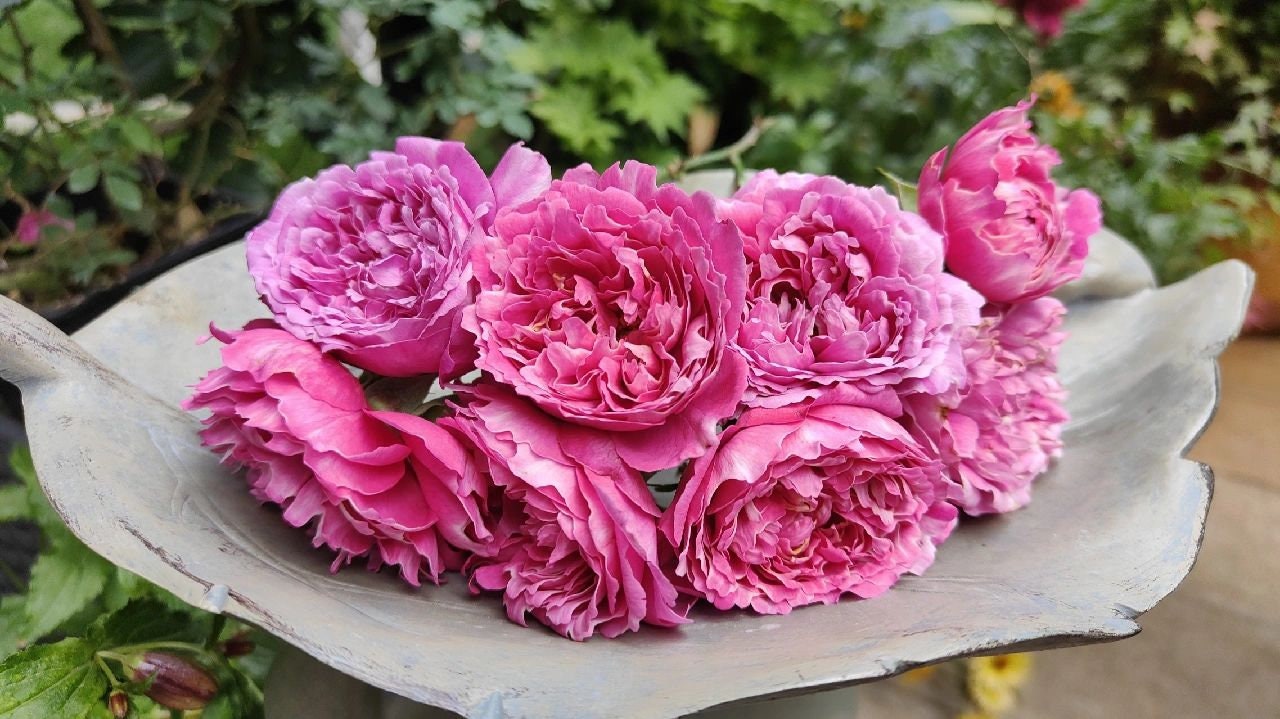Rose{Purple Mist Frost |紫雾凝霜}|  1.5 Gal+ New Varieties OwnRoot| Wavy Bloom| Strong Adaptability| Lotus| Floribunda Rosa| 天狼| Heat Resistant