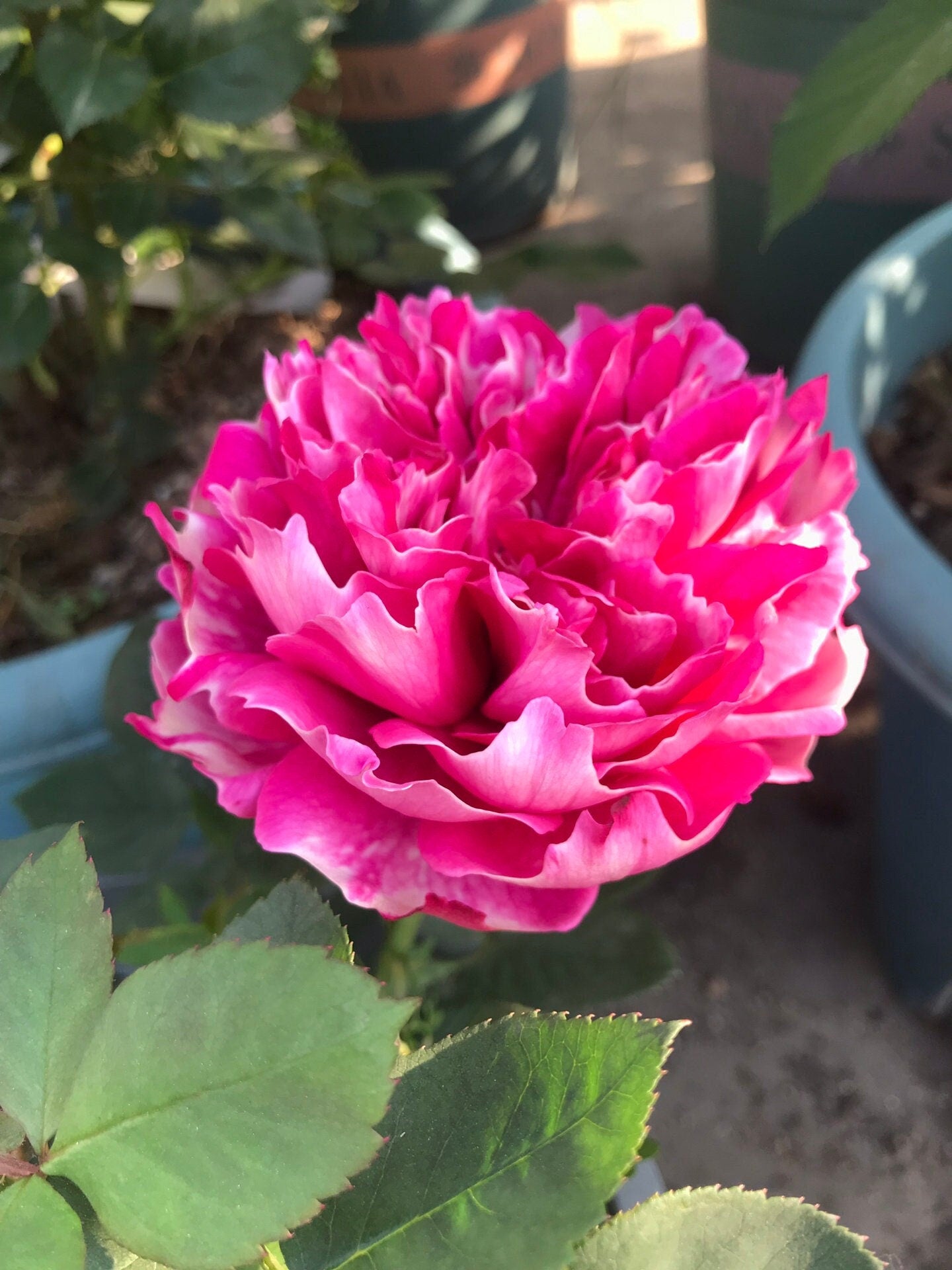Rose{Purple Mist Frost |紫雾凝霜}|  1.5 Gal+ New Varieties OwnRoot| Wavy Bloom| Strong Adaptability| Lotus| Floribunda Rosa| 天狼| Heat Resistant