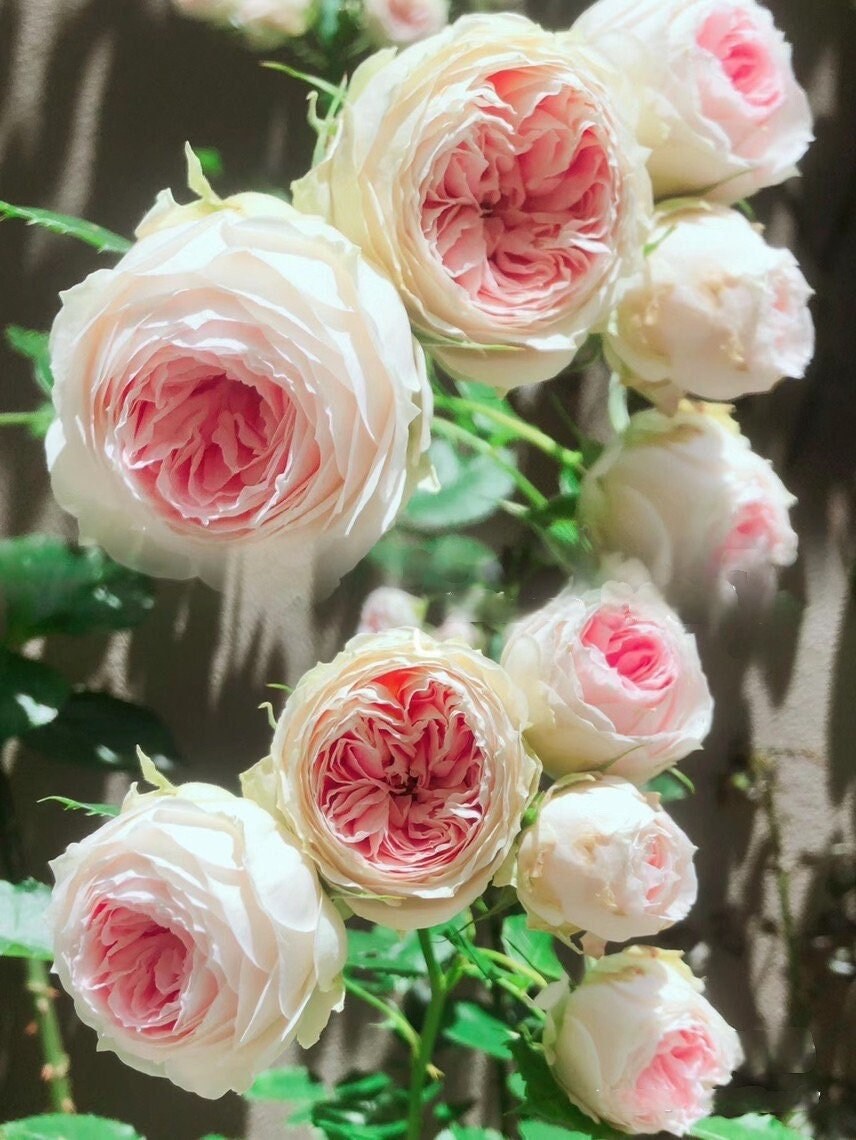 Rose【Pompon Veranda】-1.5 Gal+ OwnRoot LivePlant |门廊绒球 ポーチフルムーンローズ | Excellent Resistance| Heat Resistant| Strong Adaptability| Germany Ros