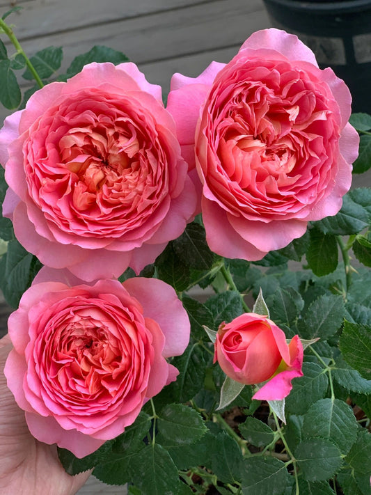 Rose【Michel Onfray】PANfox ｜OwnRoo| 玫瑰哲理| Large Bloom| Intense Fragrance| 米歇尔翁弗雷 Bloom Repeatedly| Strong Disease Resistance| New Varieties