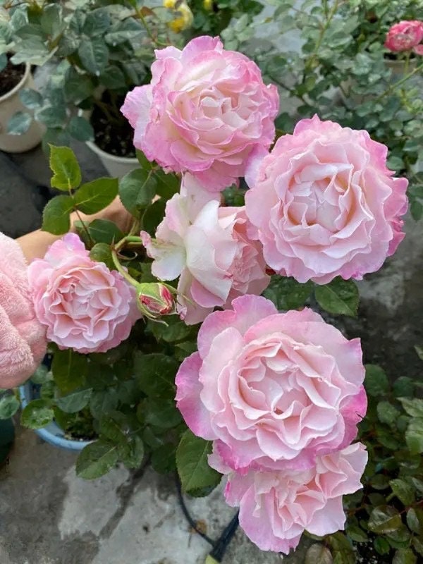 Rosa [ Seraphim  セラフィム-] 2 Gal OwnRoot |六翼天使 |Award-winning | Strong Fragrance|  Strong Disease Resistance| Wavy Bloom |Ruffle Lace