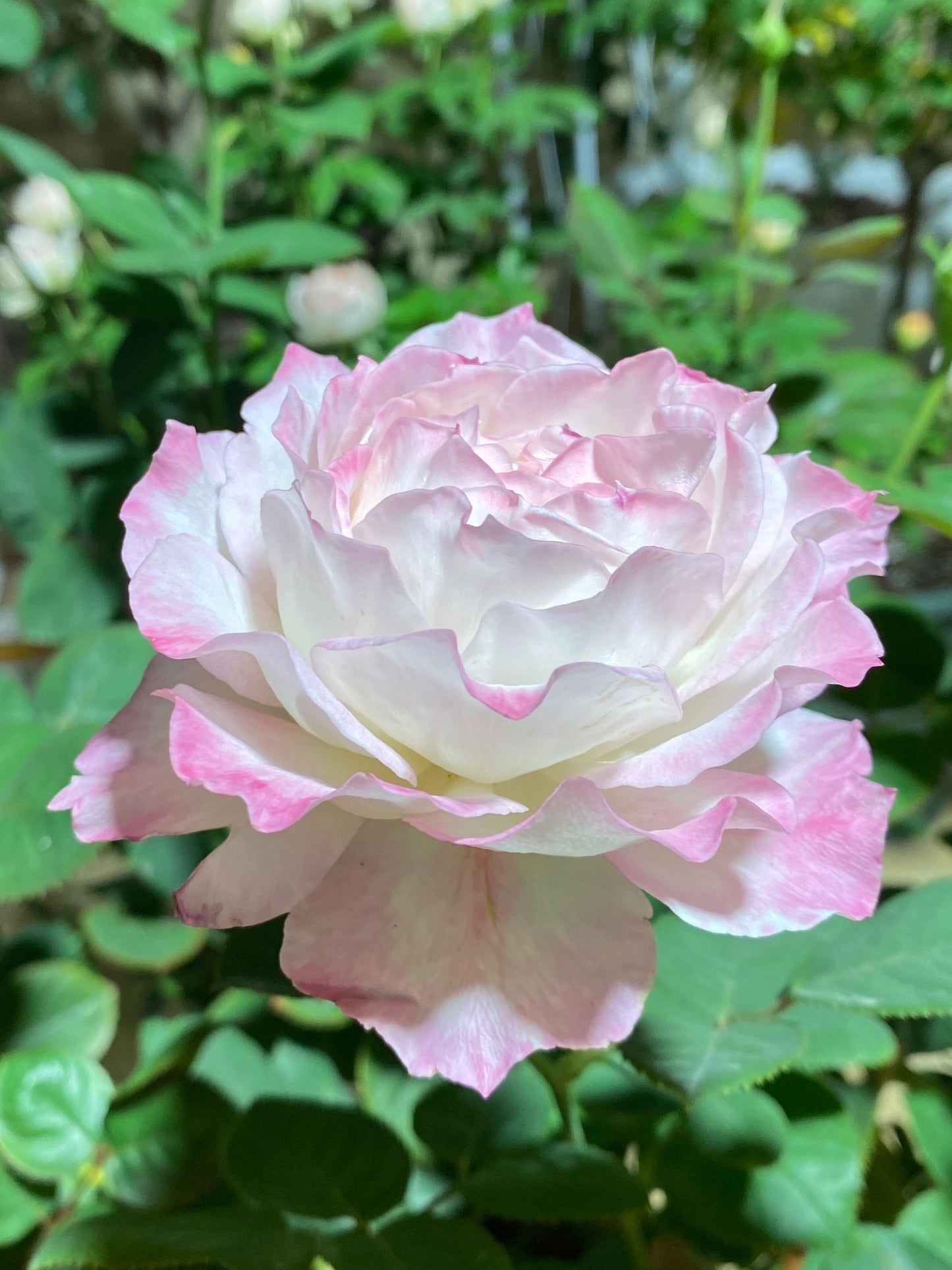 Rosa [ Seraphim  セラフィム-] 2 Gal OwnRoot |六翼天使 |Award-winning | Strong Fragrance|  Strong Disease Resistance| Wavy Bloom |Ruffle Lace
