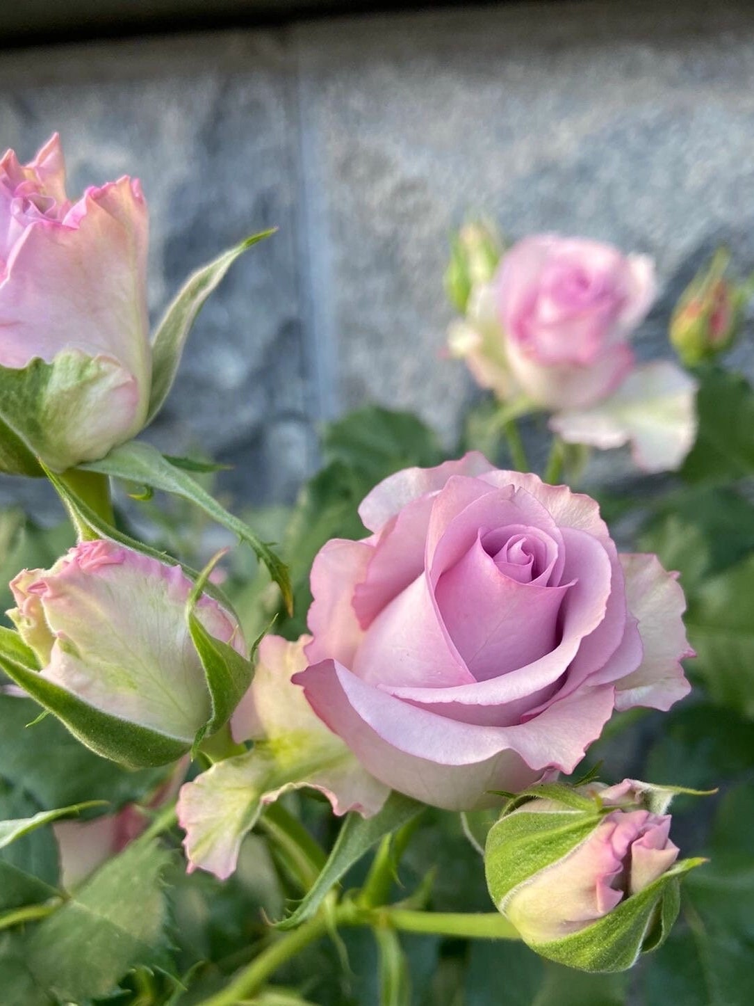 Rare Rose [Nightingale]-1 Gal OwnRoot New Varieties| Vintage Color| Heat resistance| Long Flowering| Cutting| Fetching|Sumptuous 紫霞仙子 Netherlands