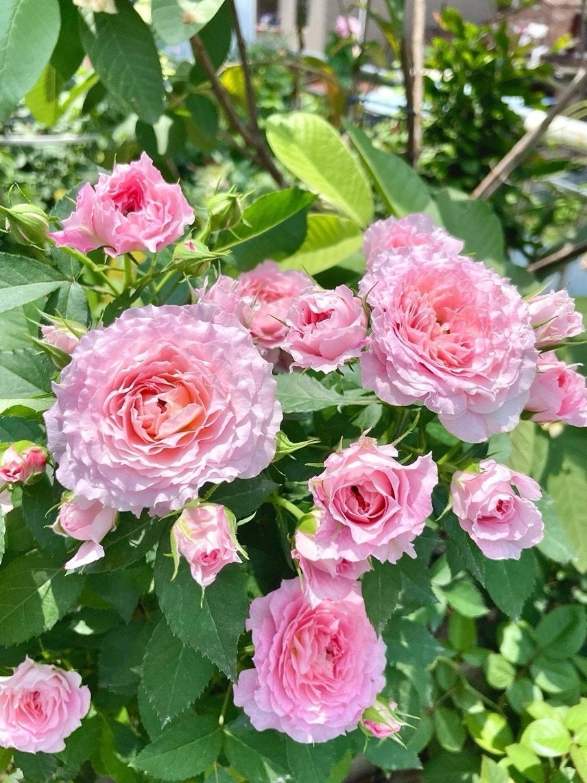 Popular Rose【Neptune King Terrazza】 -1.5 Gal OwnRoot| LargeFlower| Wave Bloom| Strong Adaptability| Heat-Resisting|Peony 海神王| Redolent