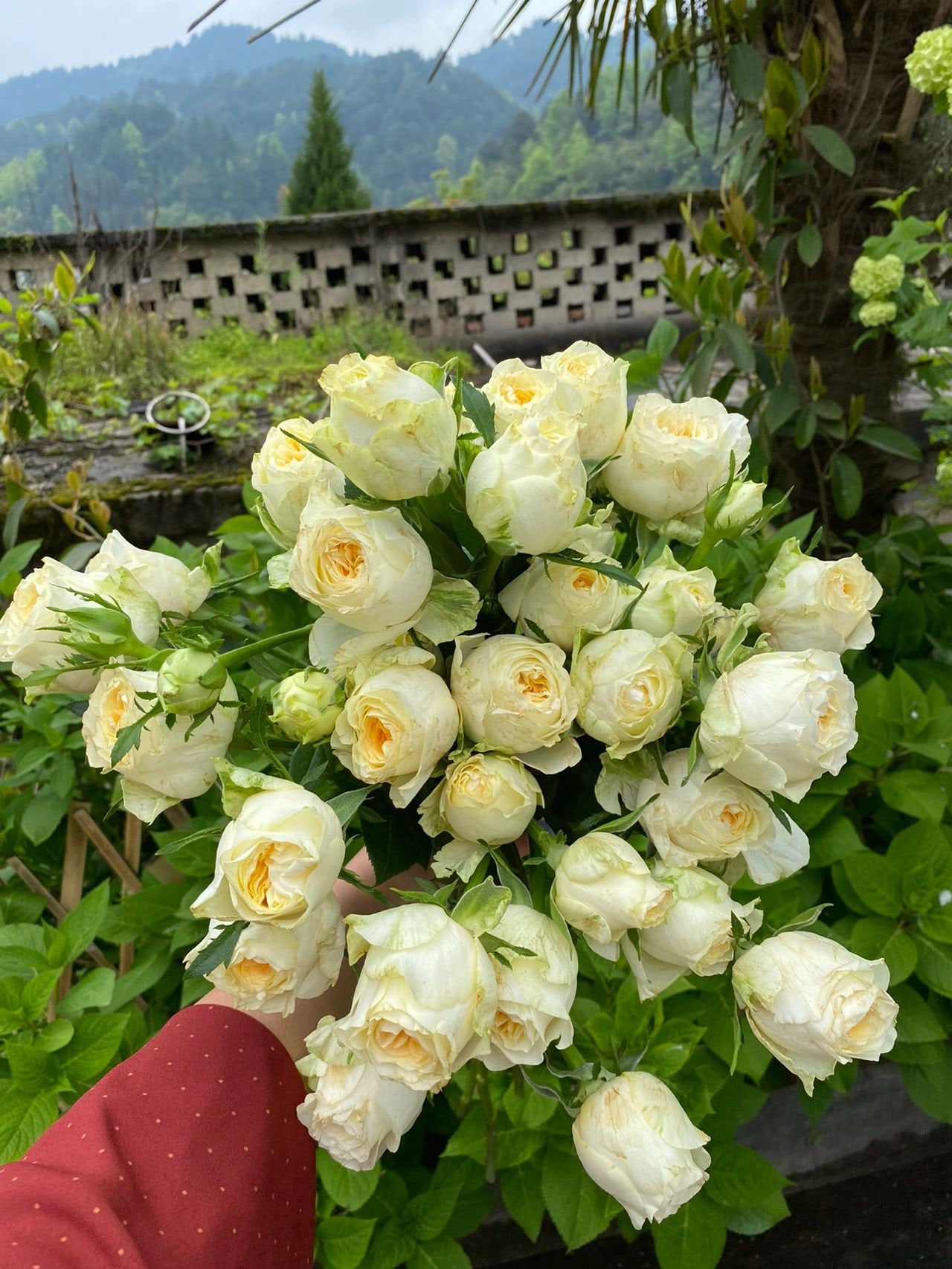 Rare Rose{Butter Cup} 1.5 Gal OwnRoot｜Netherlands Cutting Rose| 奶油杯 | Strong Disease Resistance| Bloom Repeatedly| Less Thorns | 暖玉|