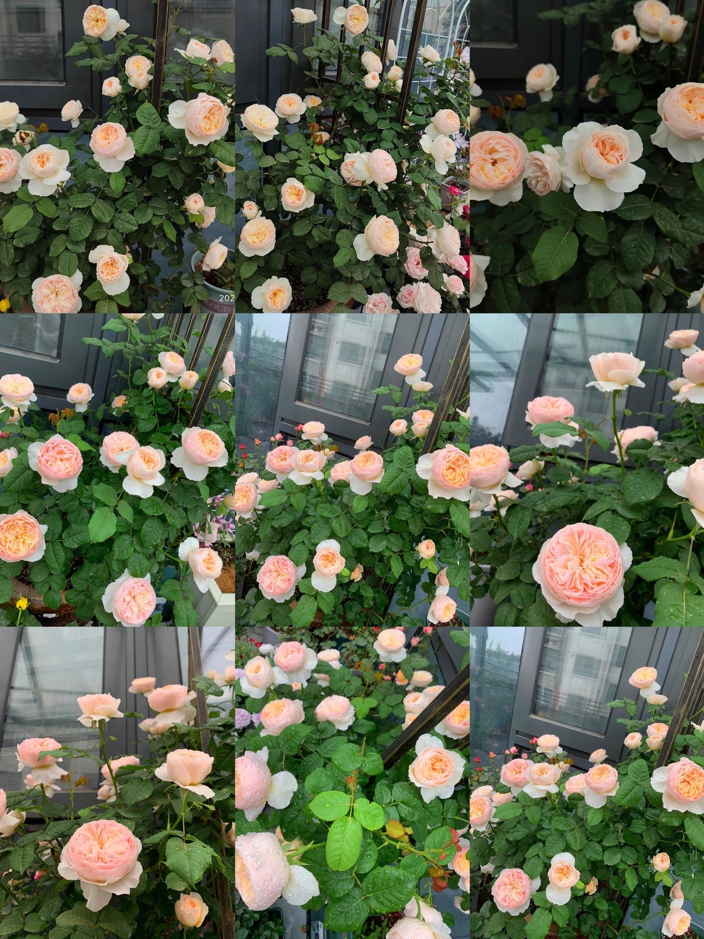 Rose【HanXian ｜涵仙】-OwnRoot Live Plant｜both a climber and a shrub | Rain-Resistant| Abundant Blooming|  2021 New Varieties| Strong Growth