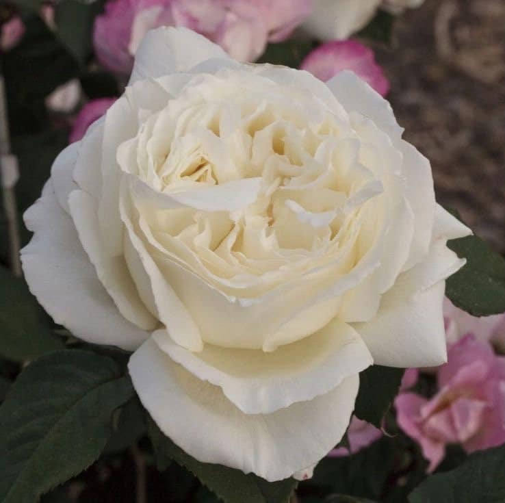 Rose【Jeanne Moreau| MEIdiaphaz】OwnRoot｜ Strong Disease Resistance| 珍妮莫罗| Large Bloom| Lemony scent| Sun Tolerant| Long flowering period