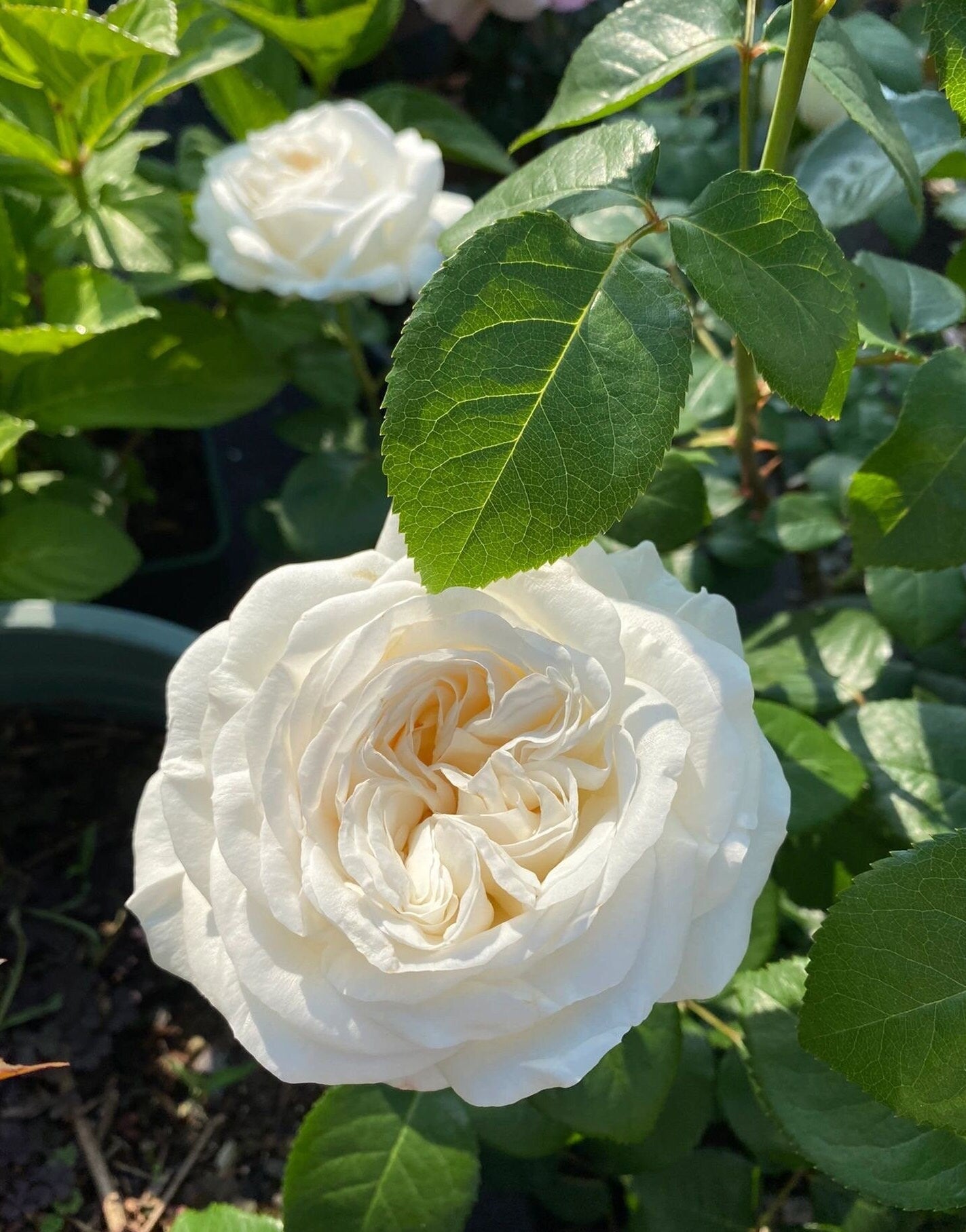 Rose【Jeanne Moreau| MEIdiaphaz】OwnRoot｜ Strong Disease Resistance| 珍妮莫罗| Large Bloom| Lemony scent| Sun Tolerant| Long flowering period