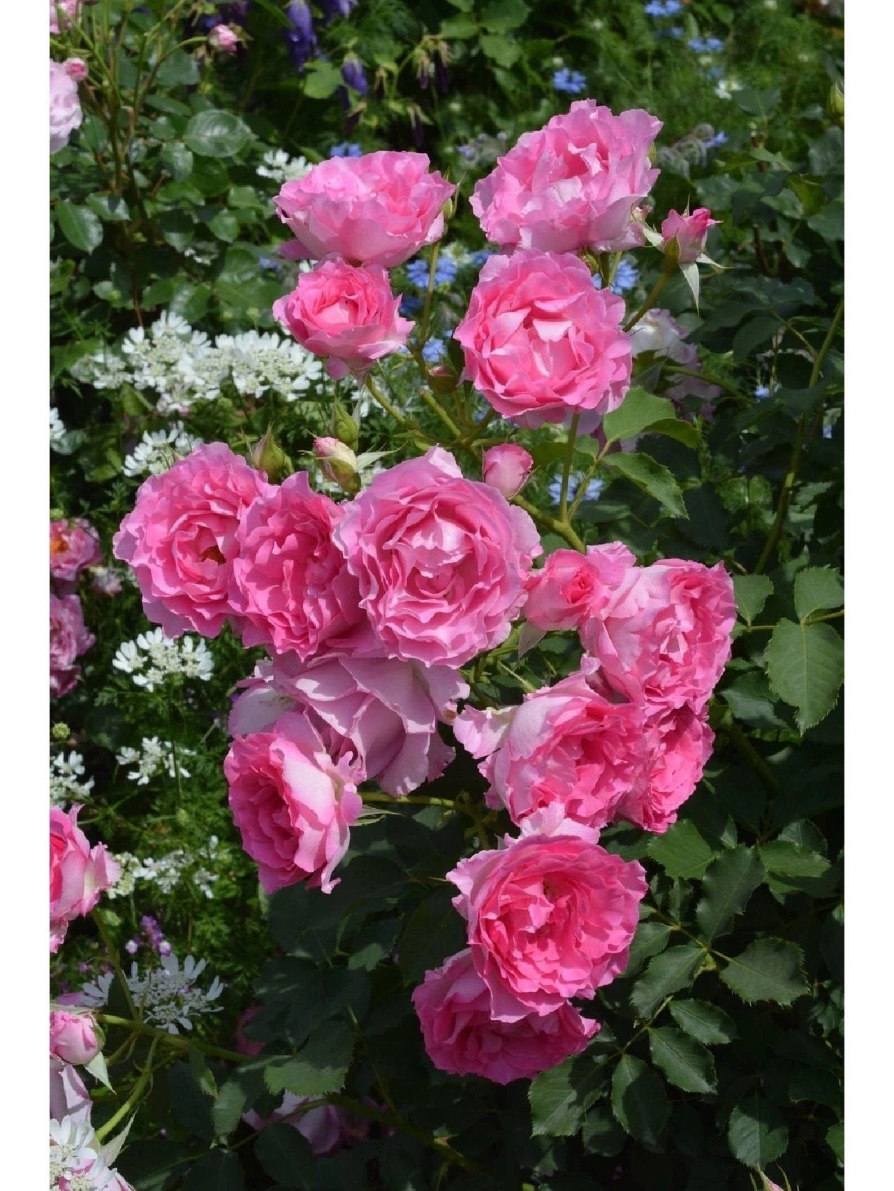 Rose｛Pink of Princess｜ ピンクオブプリンセス｝-1.5 Gal OwnRoot Live Plant|  河本オリジナル| 粉红公主 Less Thorns| Wavy Bloom