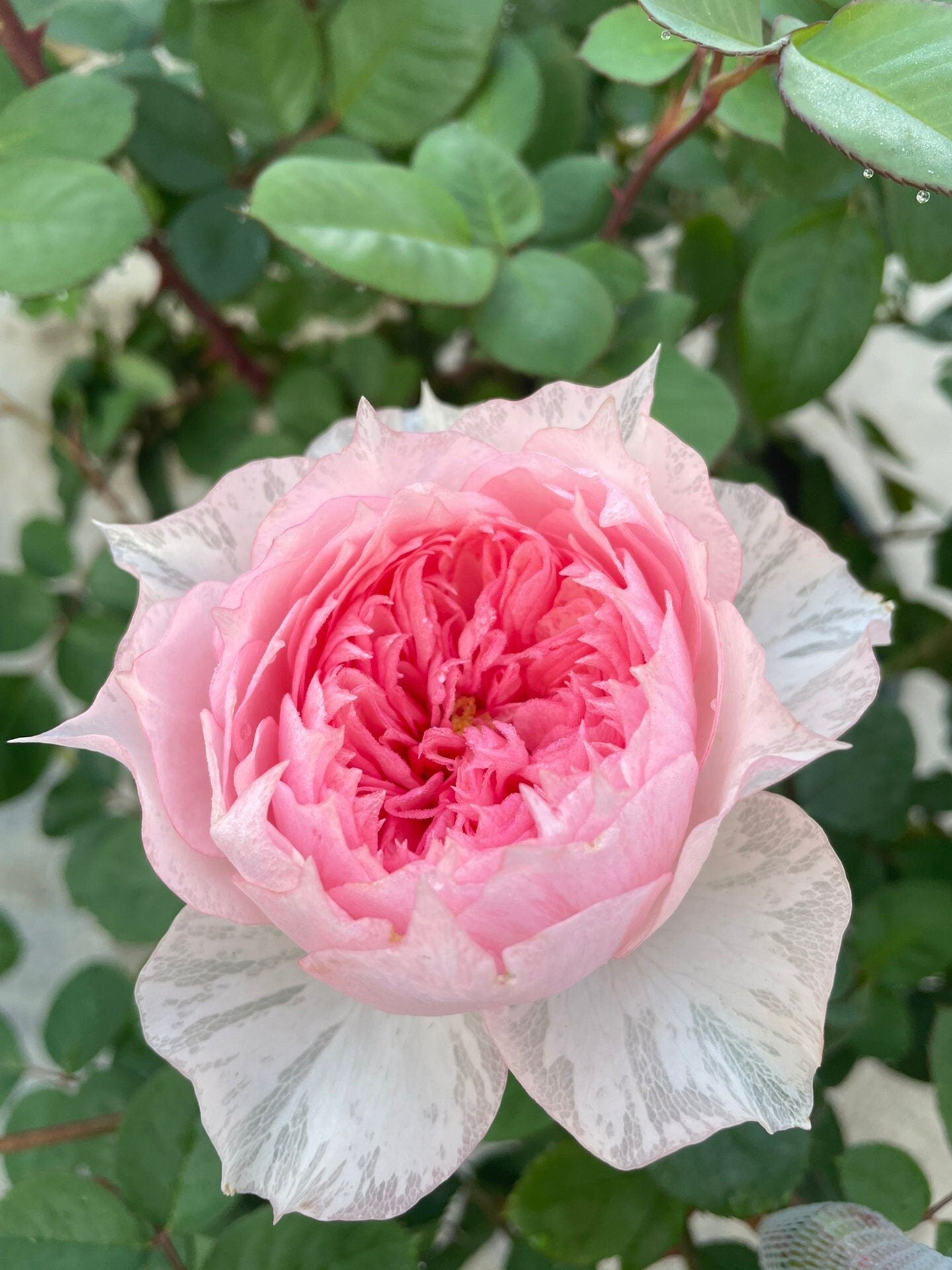 Rose【Monique Darve】1.5 Gal OwnRoot | Strong Disease Resistance| Strong Upright Flowers| Long flowering period| Bloom Repeatedly|莫妮卡戴维