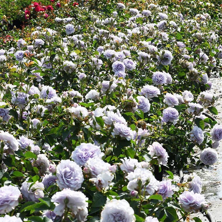 Rose【Azure Tranquility| Ji-Se | 霁色】- OwnRare Live PlantNew Variety-2021| Less Thorns| Redolent| Abundant Blooming| Sun Tolerant| Blue& Purple Rose