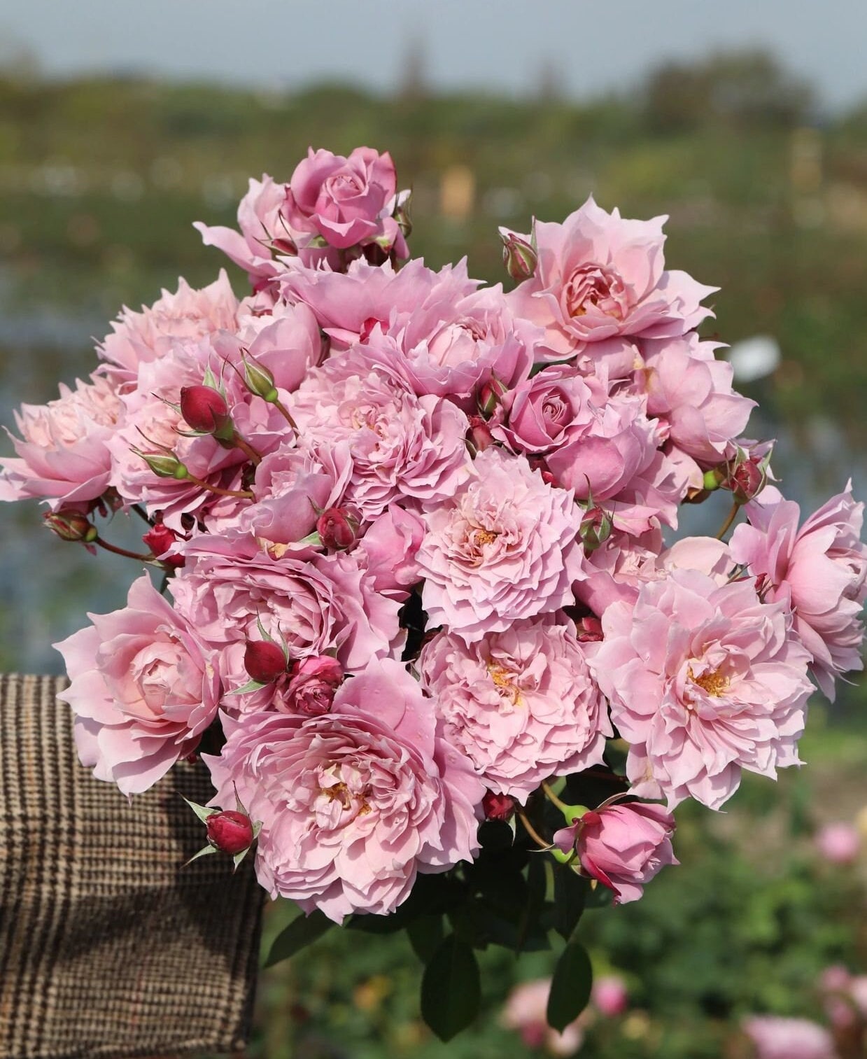 Rose【Dreamy Violet｜幻紫】-1Gal OwnRoot| Rare New Variety -2021 | Lotus Pink| Heat Resistant| Purple Rose| Lotus Pink| Abundant Blooming| 天狼