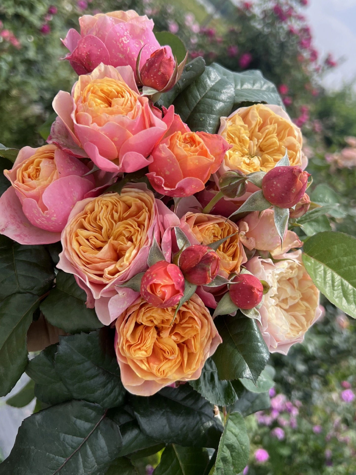 Rose【Vuvuzela| ブブゼラ】- 1 Gal OwnRoot LivePlant｜Heat  Resistant| Strong Disease Resistance| 温柔珊瑚心| Romantica Cutting Rose| Netherlands|