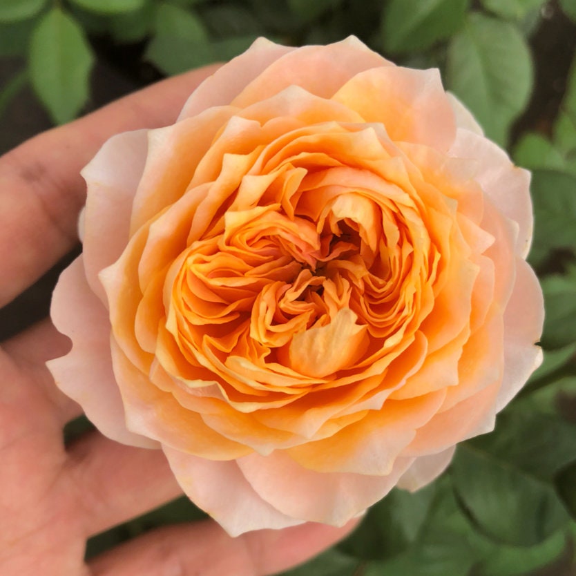 Rose【Vuvuzela| ブブゼラ】- 1 Gal OwnRoot LivePlant｜Heat  Resistant| Strong Disease Resistance| 温柔珊瑚心| Romantica Cutting Rose| Netherlands|